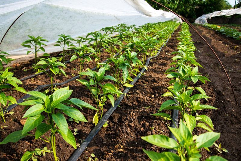 Irrigation Lines Set Up for Crops Inside a Greenhouse — Commercial Irrigation Systems in Townsville