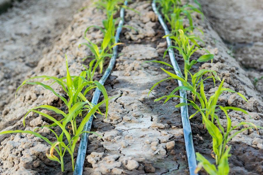 Small Corn Field with Drip Irrigation — Irrigation Services in Townsville