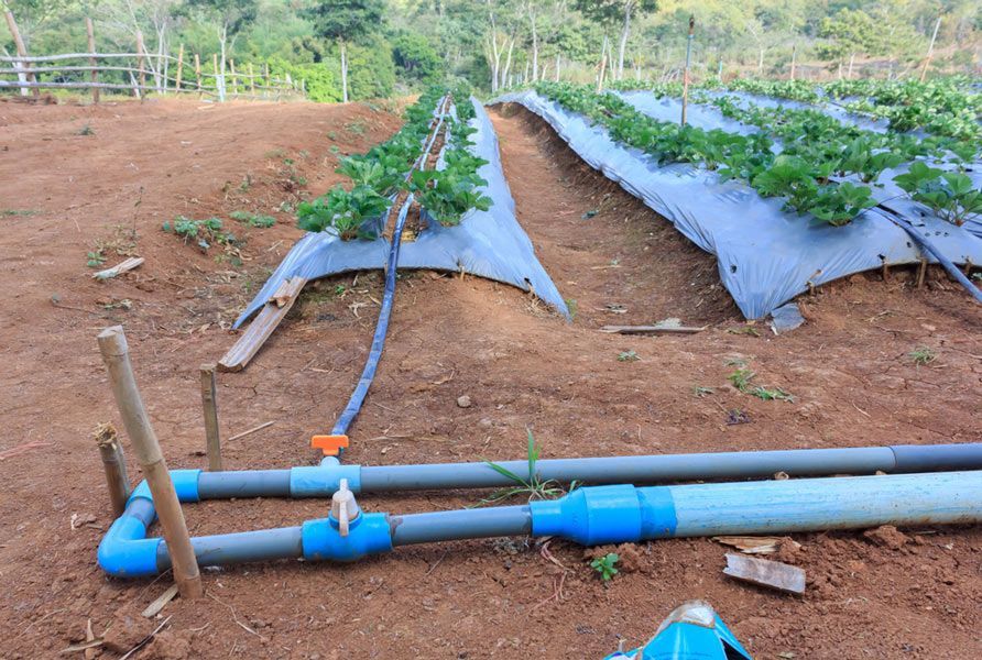 Irrigation Hoses Running Through Rows of Crops — Irrigation Services in Townsville