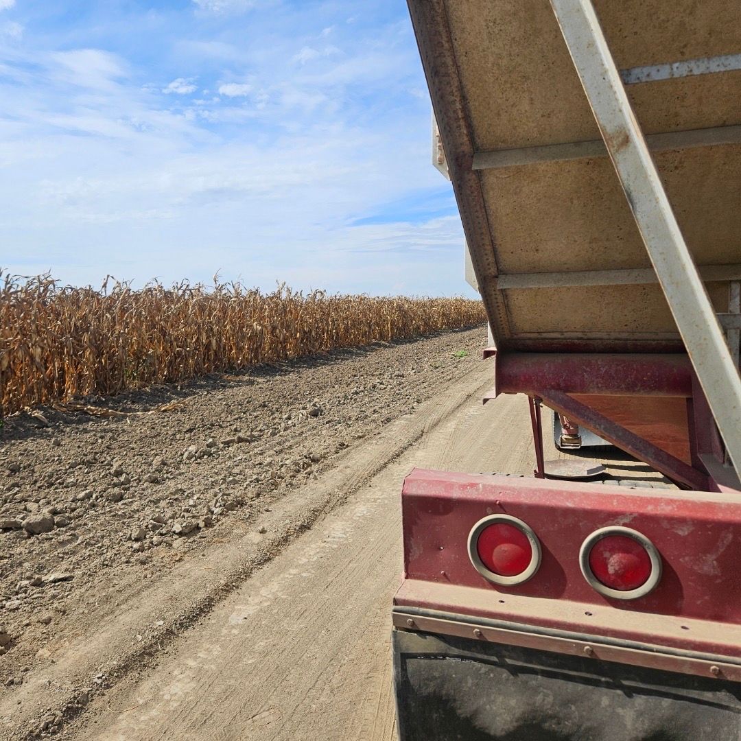 A truck is driving down a dirt road next to a corn field.