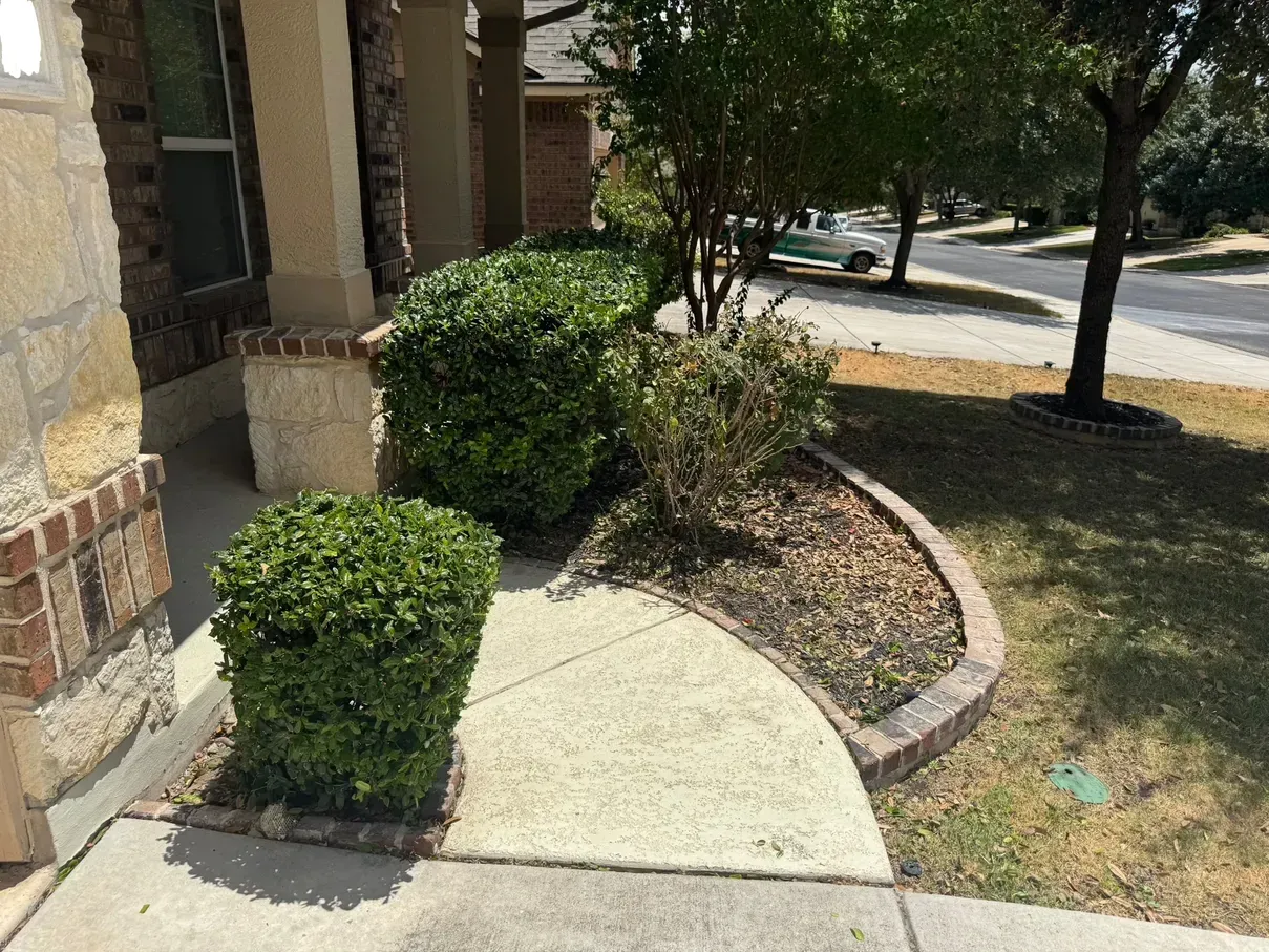 Lush green bushes frame a concrete walkway leading to a home's entrance with a brick and stone facade.