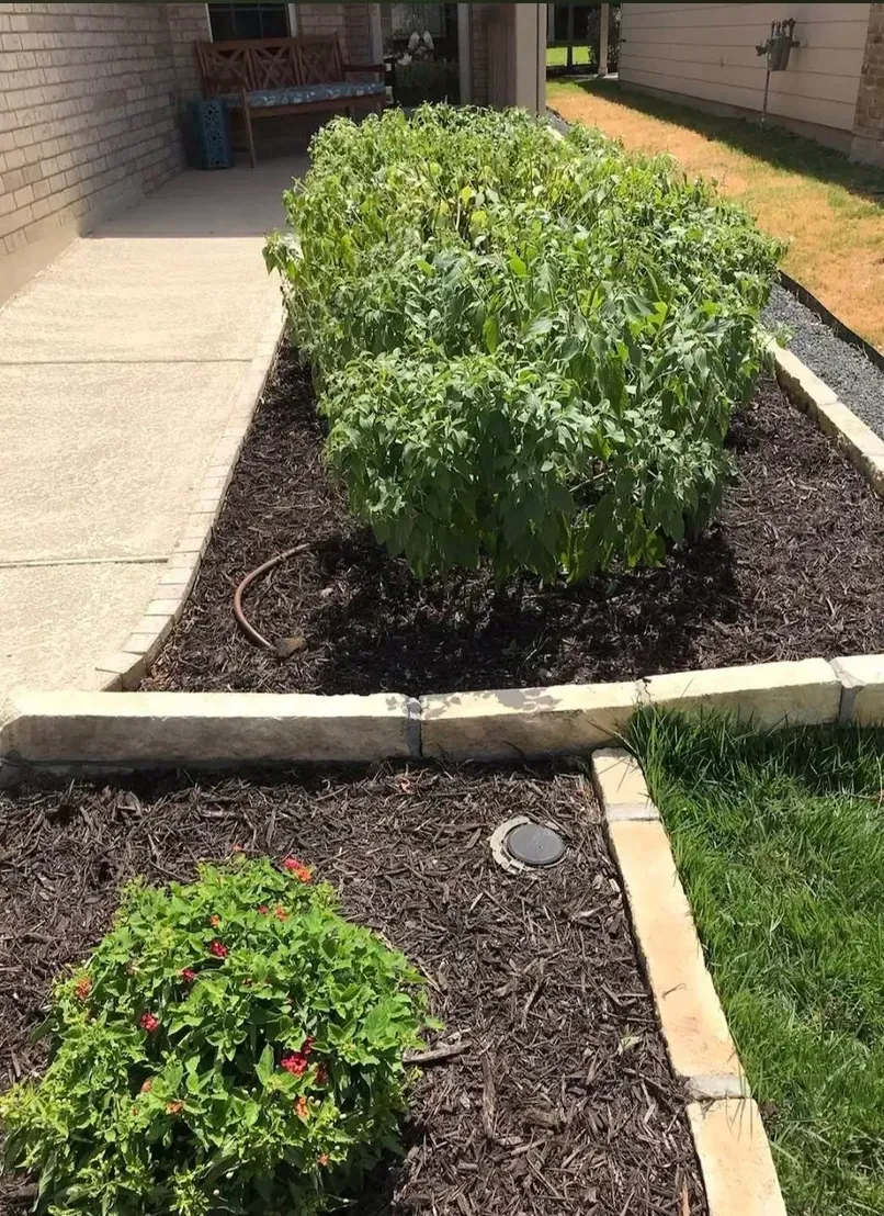 A garden bed with leafy green plants, brown mulch, and a concrete walkway in an outdoor setting.