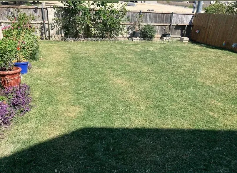 Lawn in a backyard with some plants on the side, surrounded by a wooden fence.