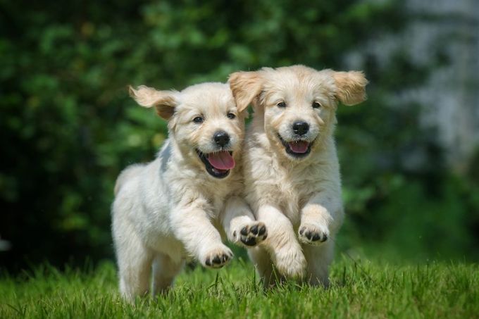 cuccioli di cane giocano sul prato