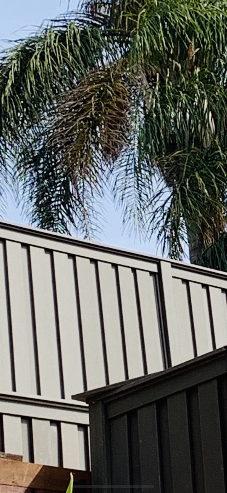 Palm tree behind a wooden fence.