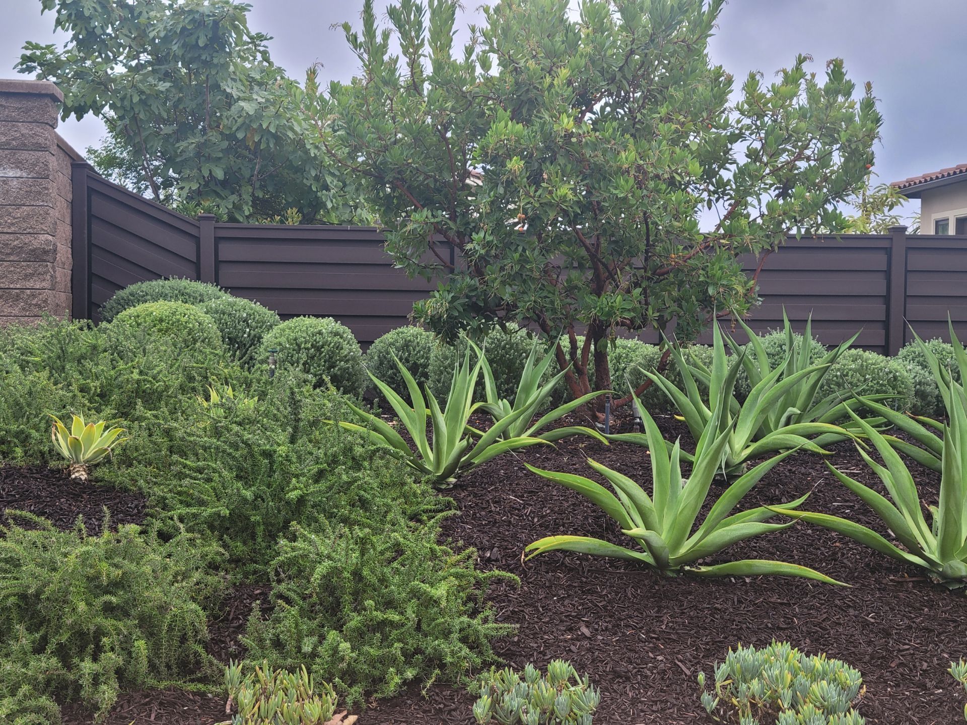 Lush green landscaping with agave plants, rounded bushes, and a dark brown fence.