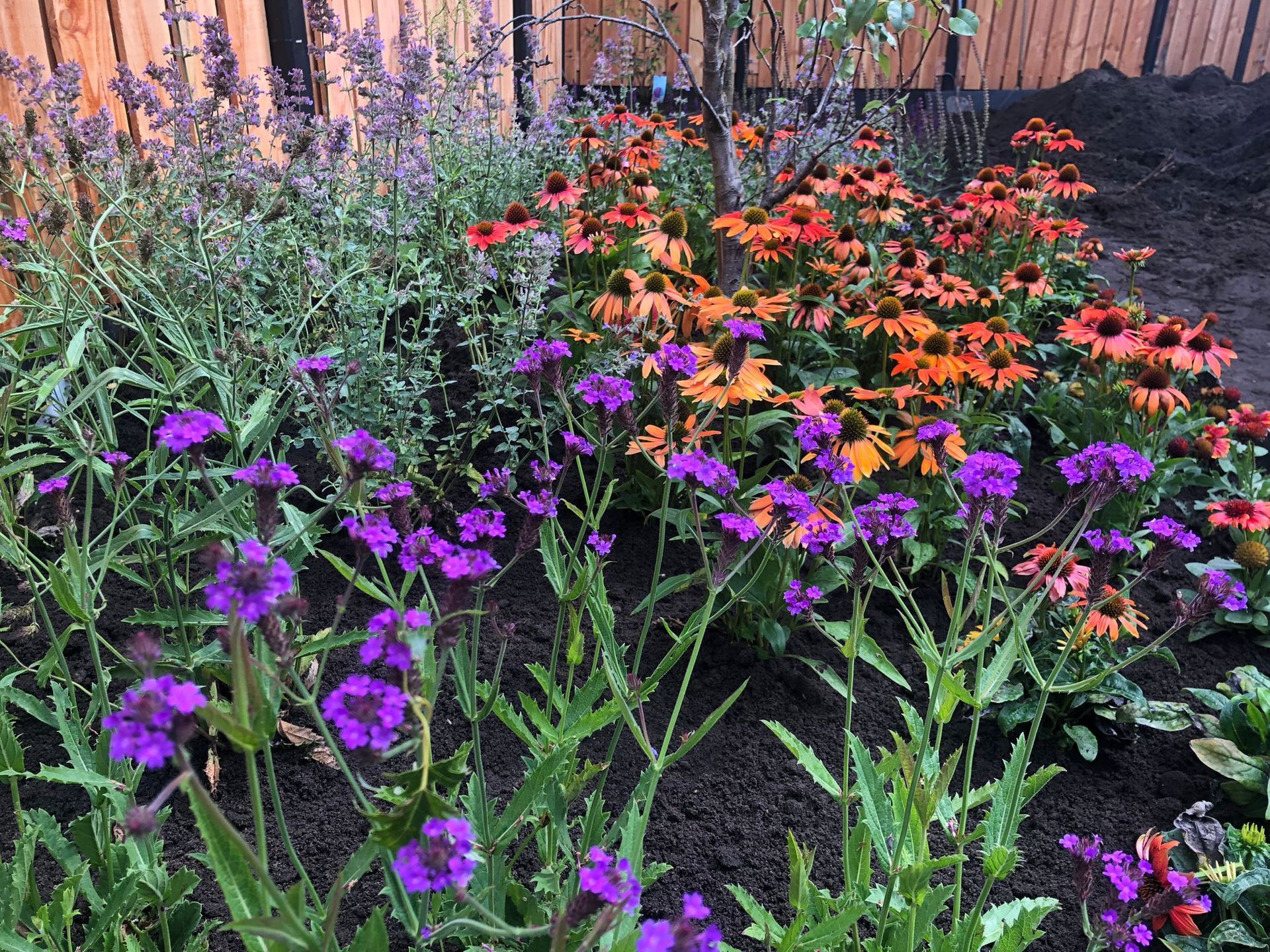 Mediterrane borderbundel vaste planten