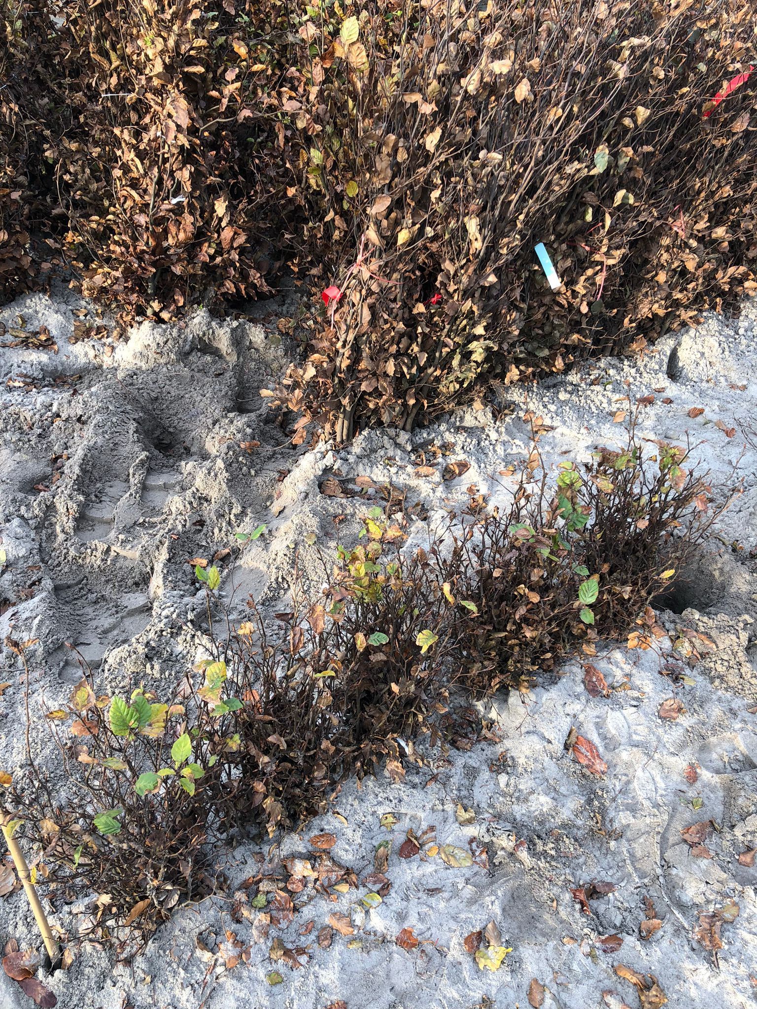 Rode Beuk (Fagus Atropunicea) 125-150cm