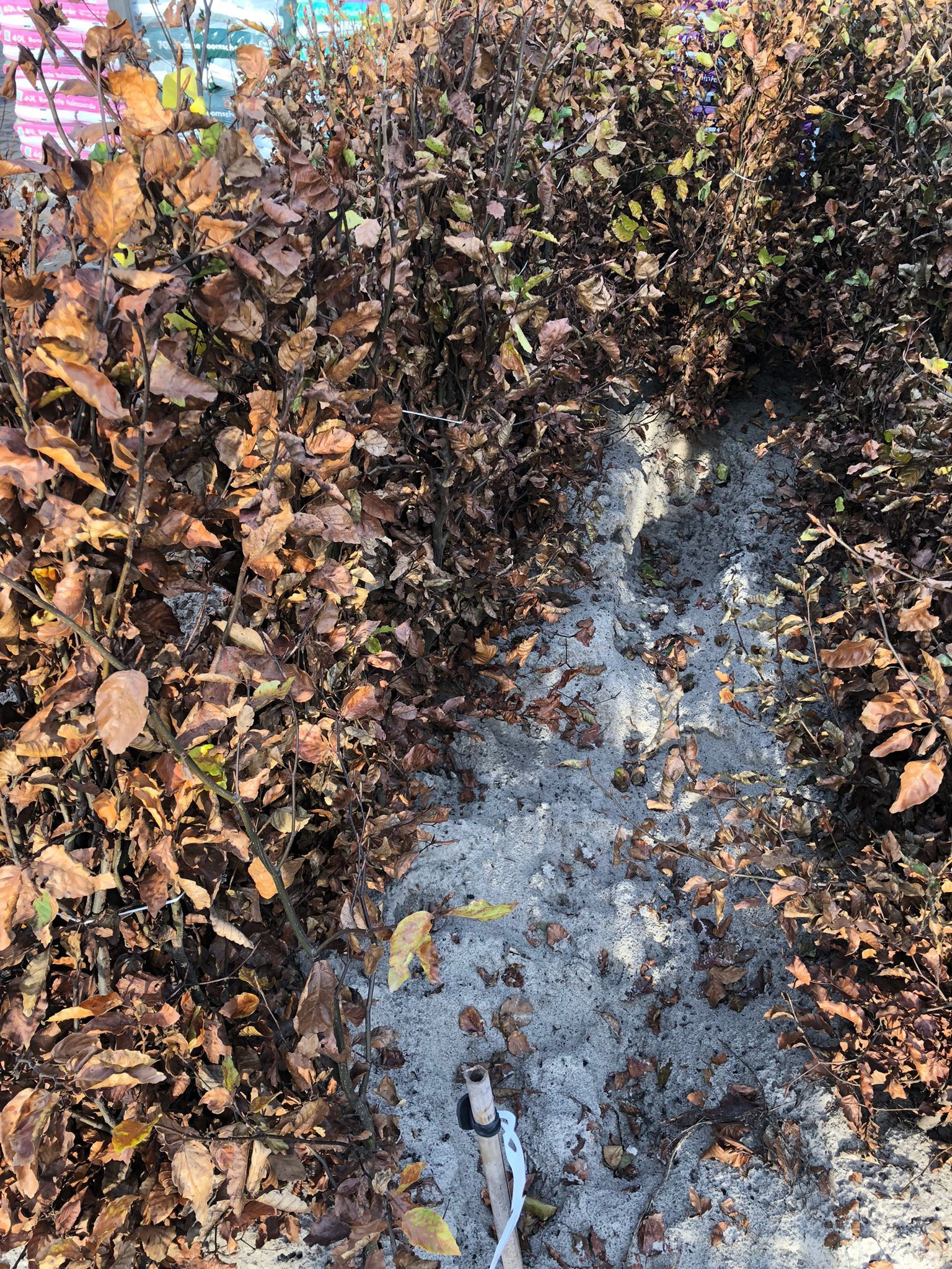 Rode Beuk (Fagus Atropunicea) 125-150cm