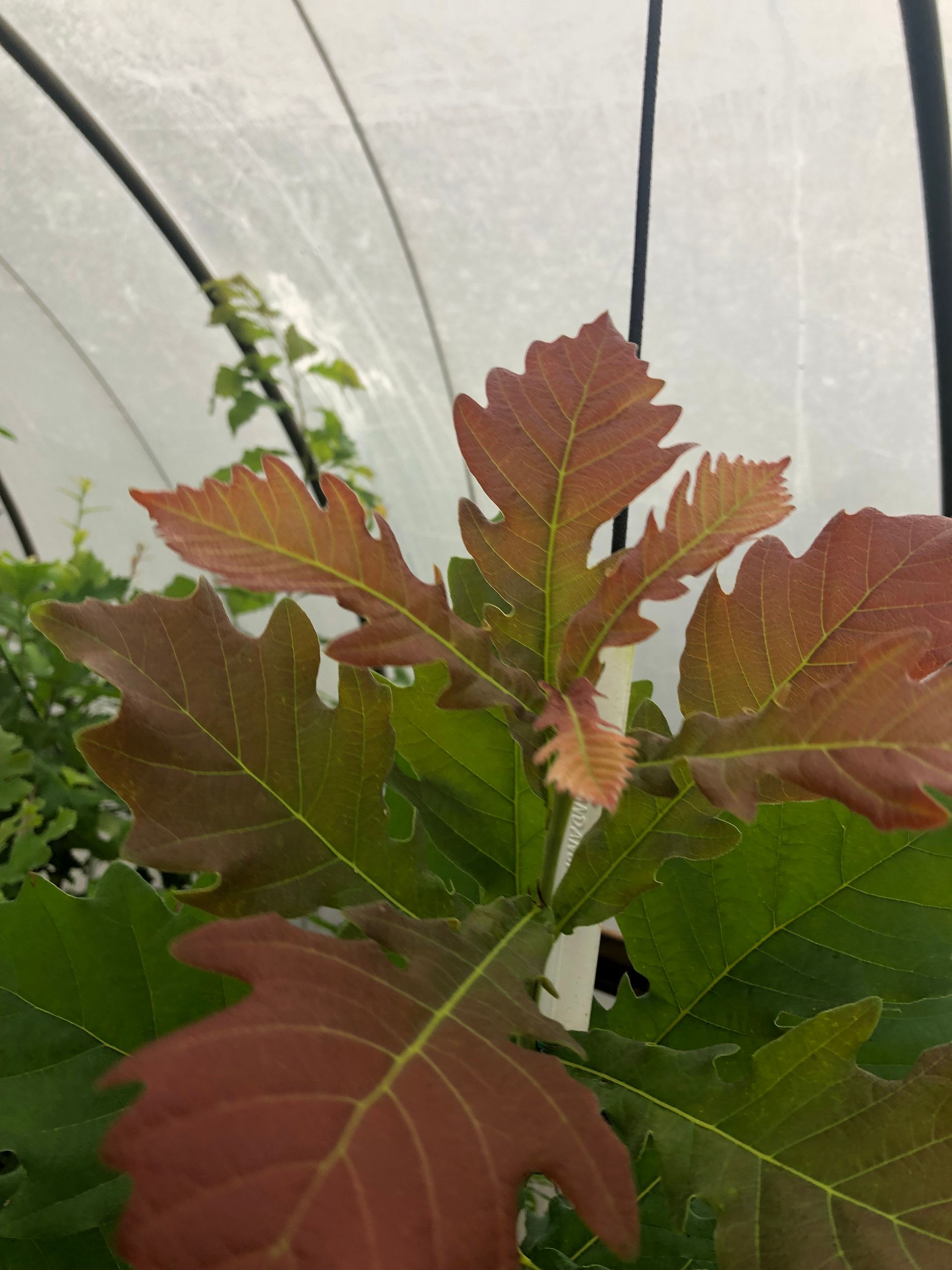 Green Maroon Leaves — Dayton, OH — AAA Tree and Landscaping