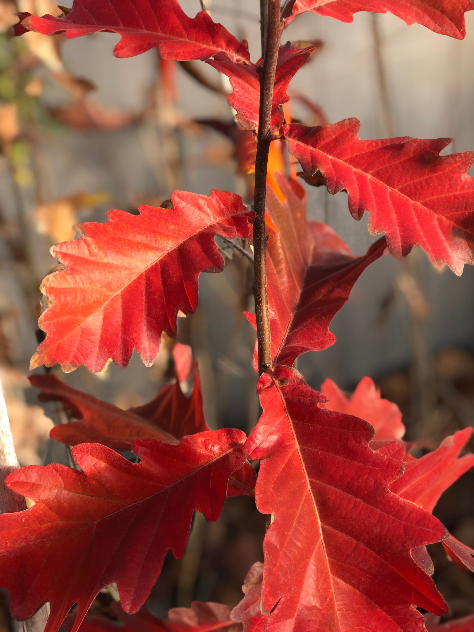 oak-trees-dayton-oh-aaa-tree-landscaping