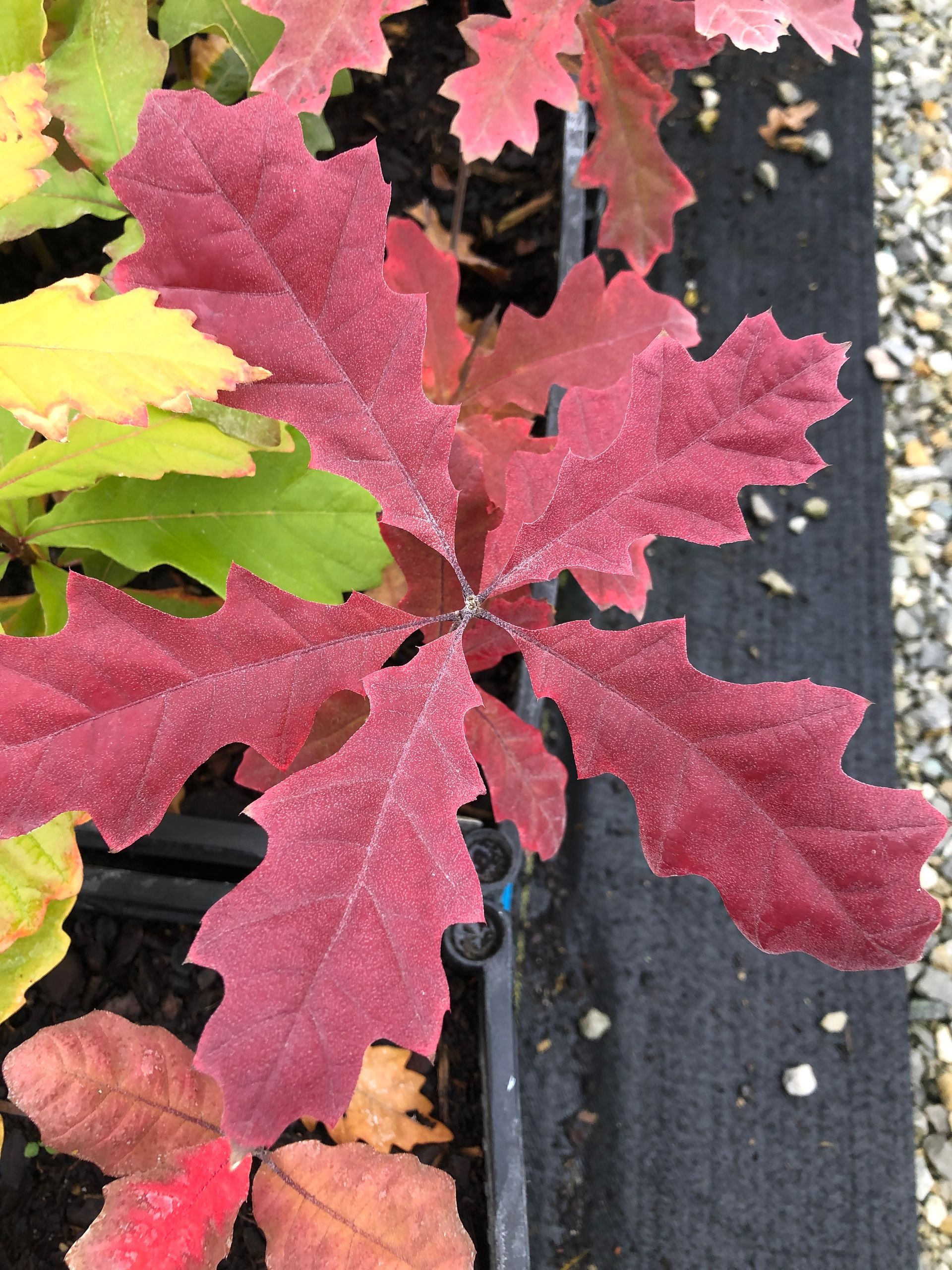 Maroon Leave — Dayton, OH — AAA Tree and Landscaping