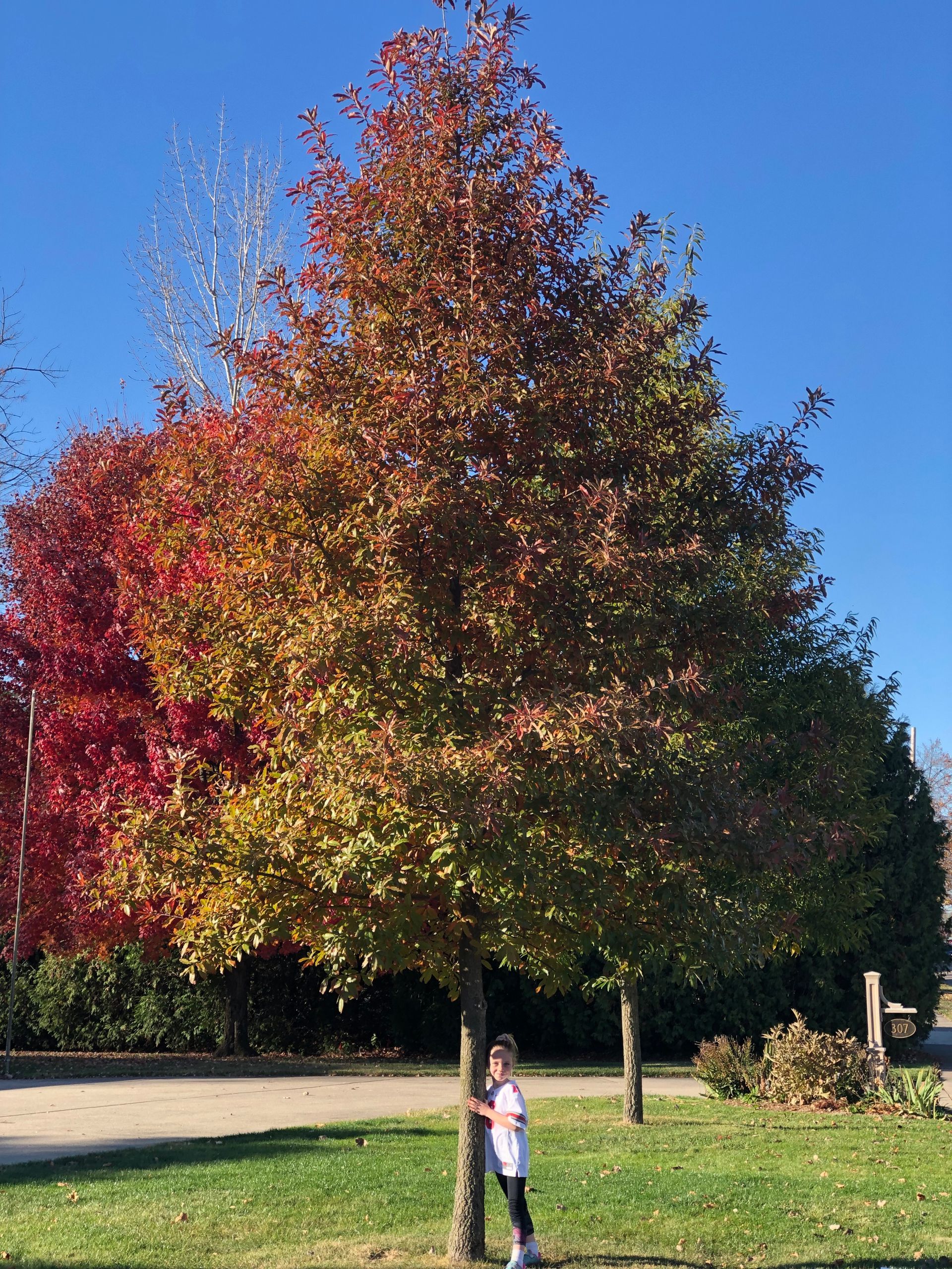 Big Maroon & Green Tree — Dayton, OH — AAA Tree and Landscaping