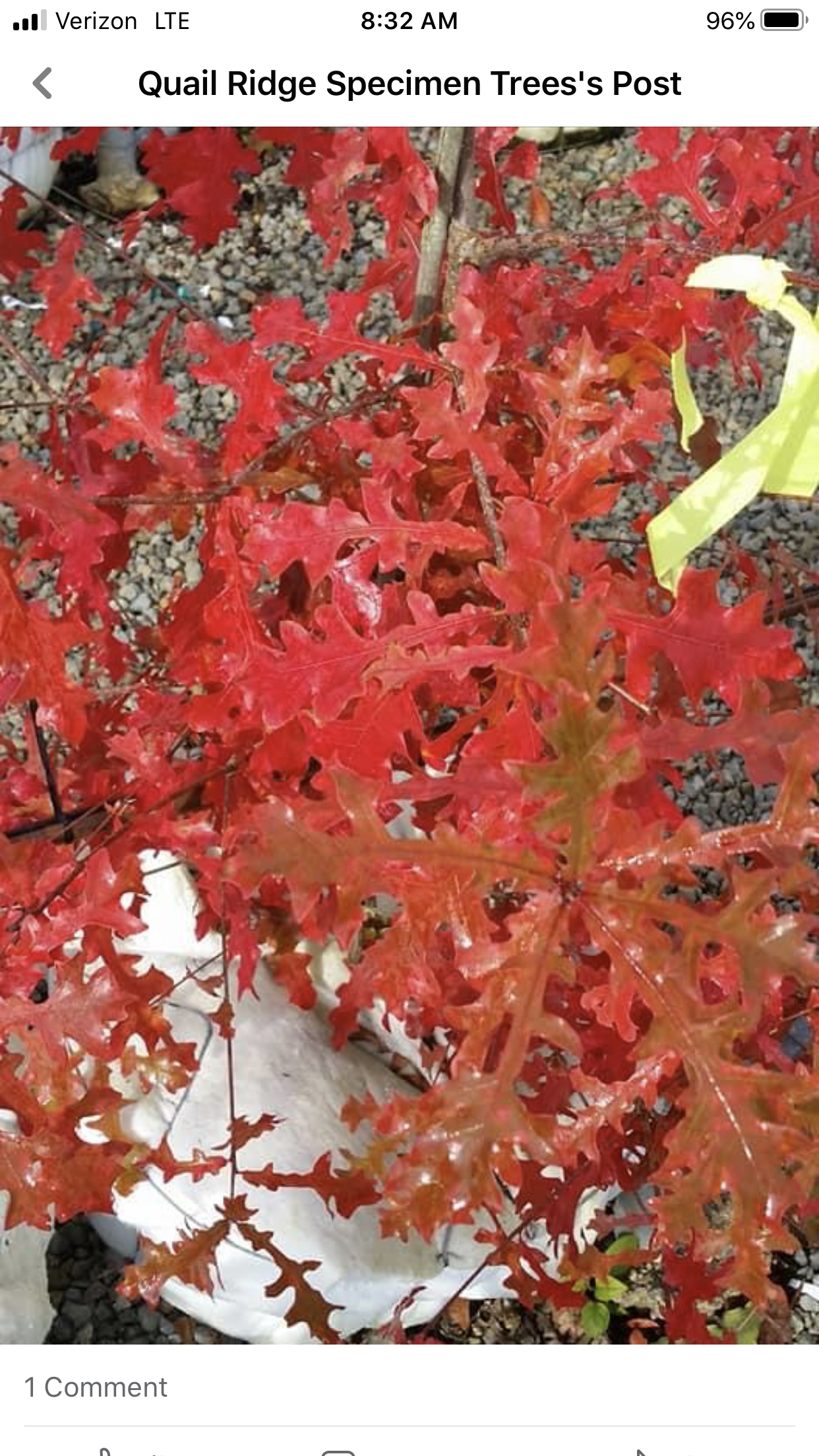 Maroon Plant Screenshot — Dayton, OH — AAA Tree and Landscaping