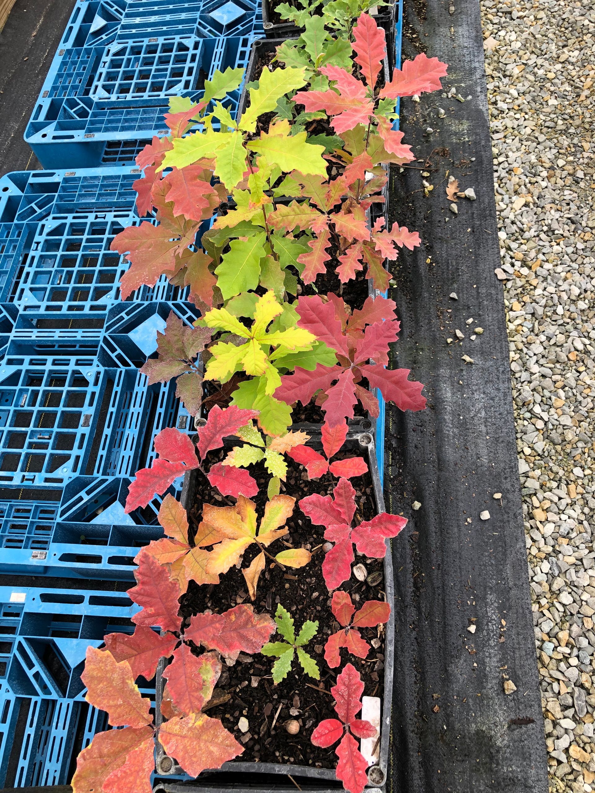 Maroon & Green Plant — Dayton, OH — AAA Tree and Landscaping