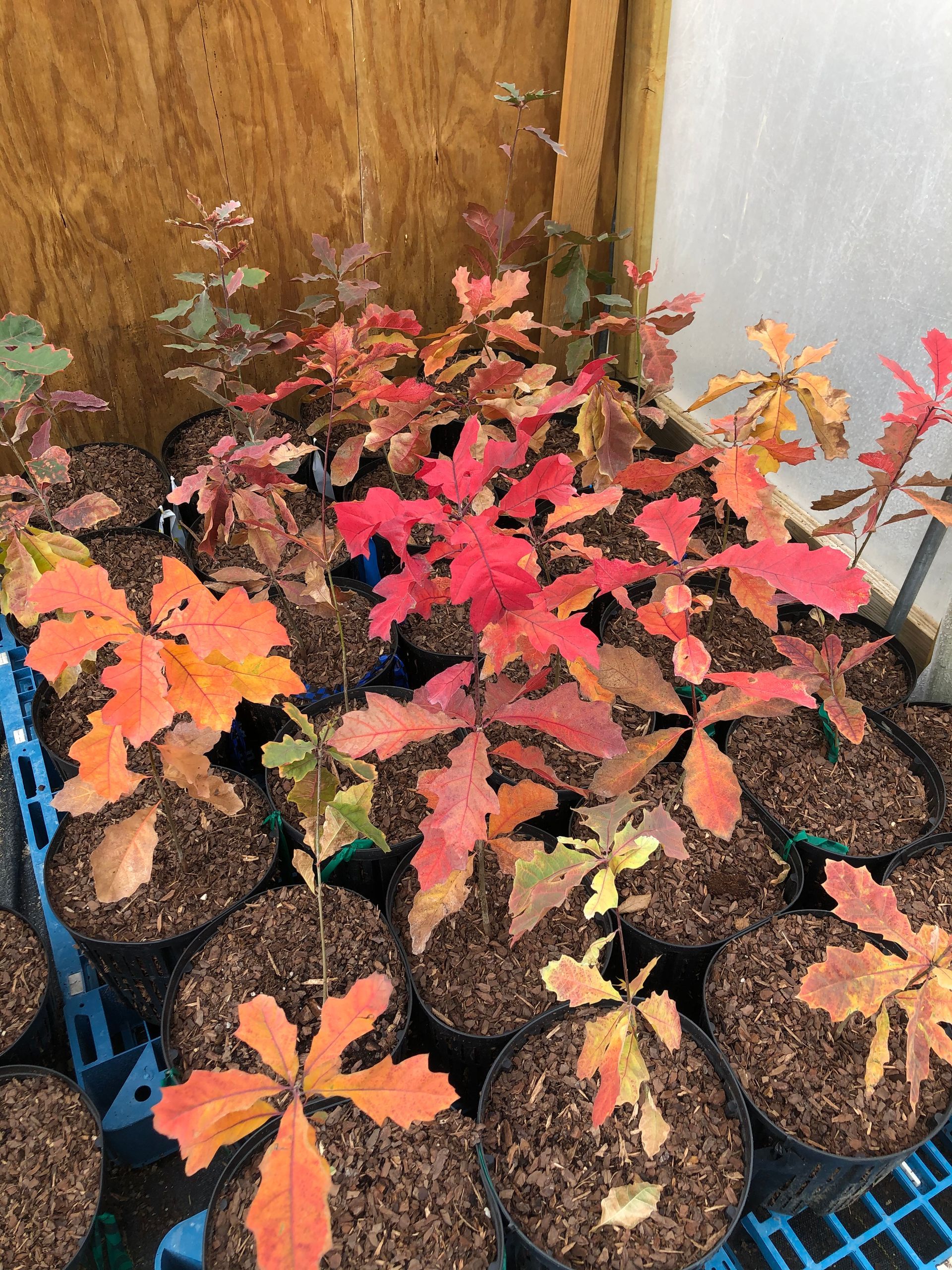 Row of Plants In Pots — Dayton, OH — AAA Tree and Landscaping