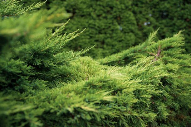Picture of green tree branches and foliage. There are blurry branches close to the camera.