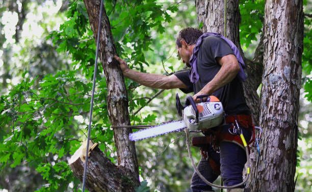 Lumberjack stands on tree as he cuts and trims its branches with a chainsaw.