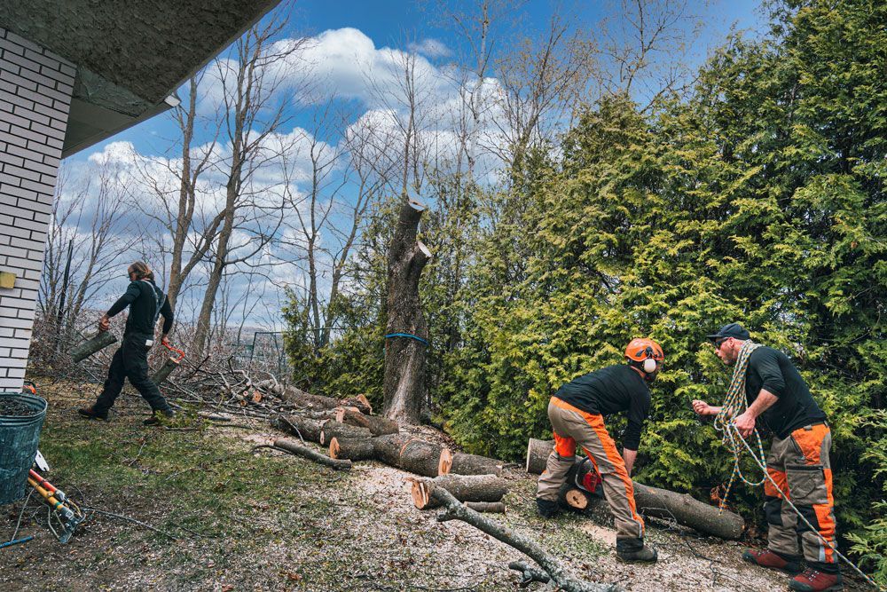 After a sick maple tree has been cut down, three arborists are busy with the branches and trunk