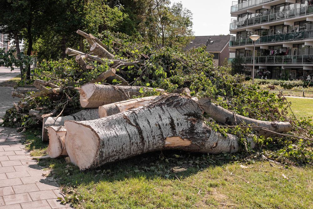 Fled tree logs and branches piled on a sidewalk near residential buildings and green foliage