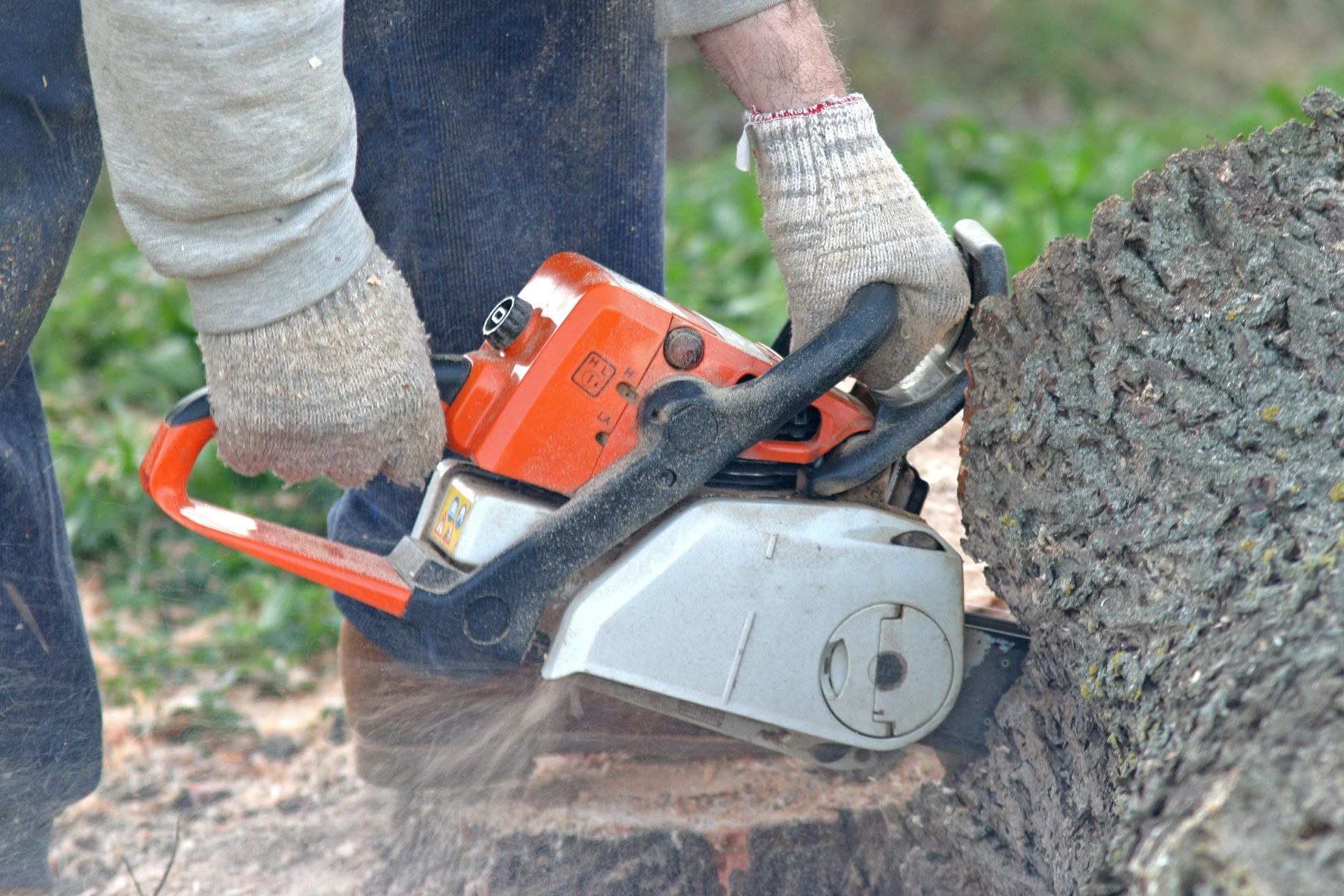 Man cuts fallen tree trunk with chainsaw in outdoor setting. Man cuts fallen tree trunk with chainsaw in outdoor setting.