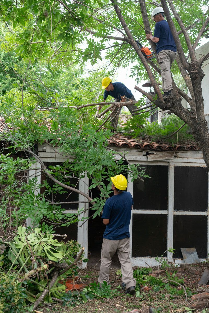 A team of blue-collar workers trimming a tree using a chainsaw from the top of a residential home