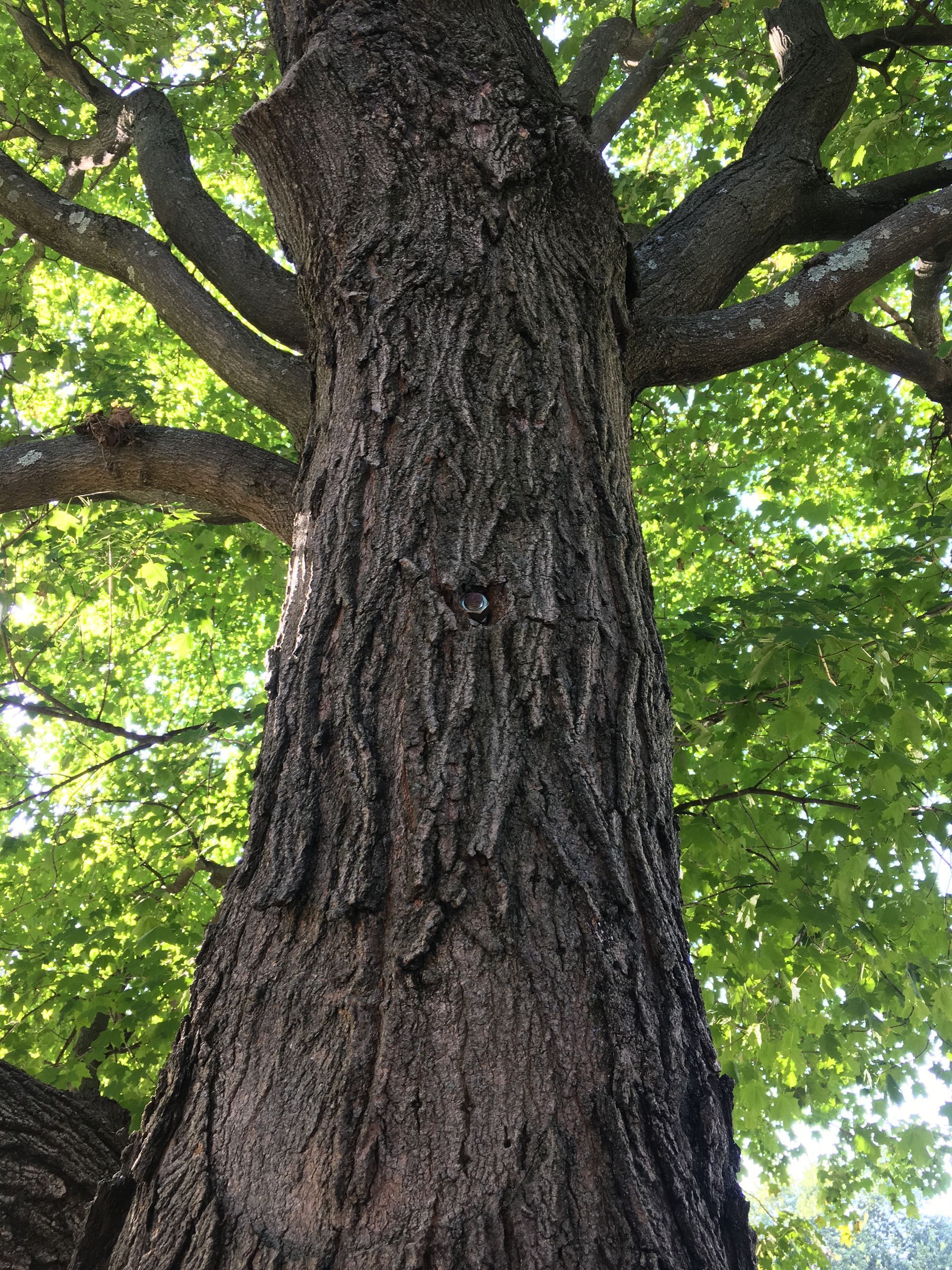 Big Tree — Dayton, OH — AAA Tree and Landscaping