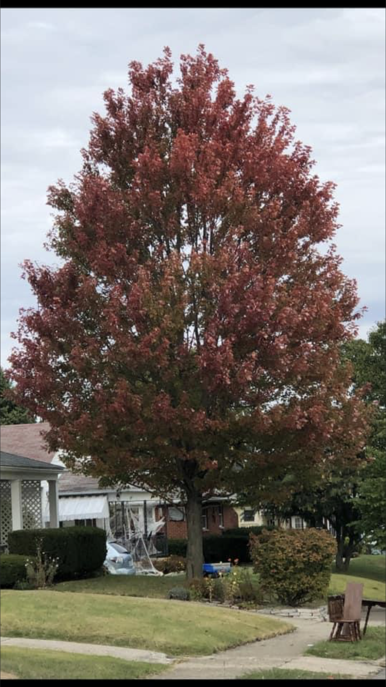 Houses & Maroon Tree — Dayton, OH — AAA Tree and Landscaping
