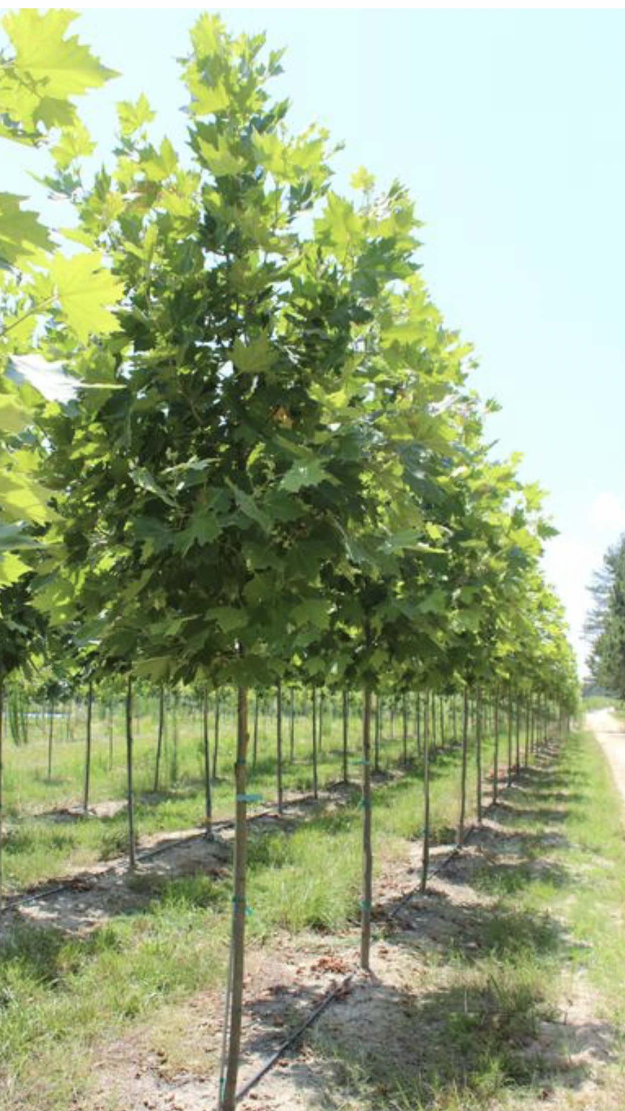 Green Plants — Dayton, OH — AAA Tree and Landscaping