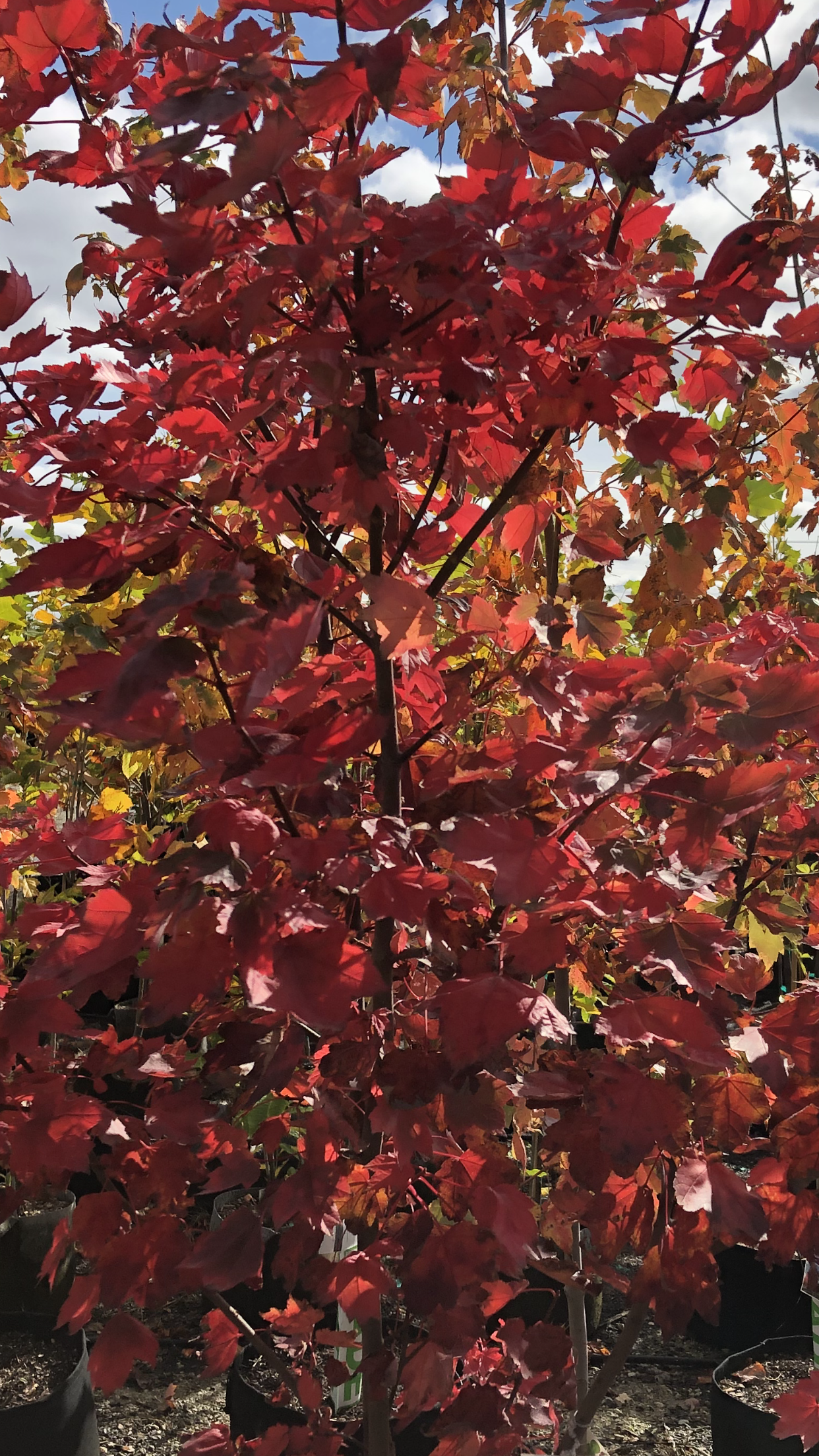 Plant With Maroon Leaves — Dayton, OH — AAA Tree and Landscaping