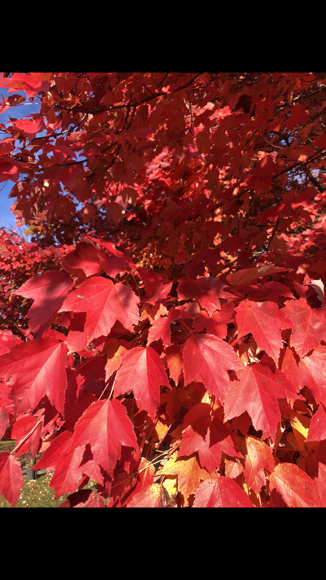 Plant Leaves — Dayton, OH — AAA Tree and Landscaping