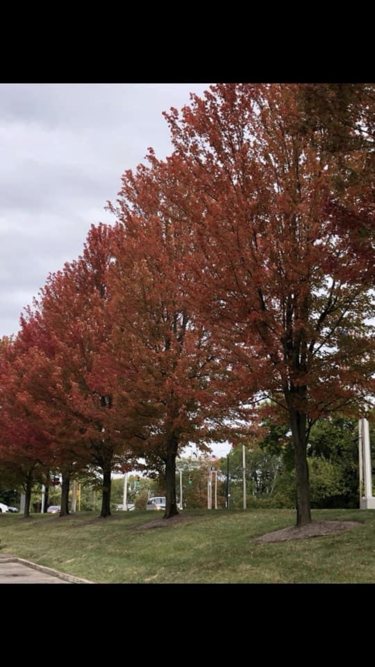 Maroon Trees — Dayton, OH — AAA Tree and Landscaping