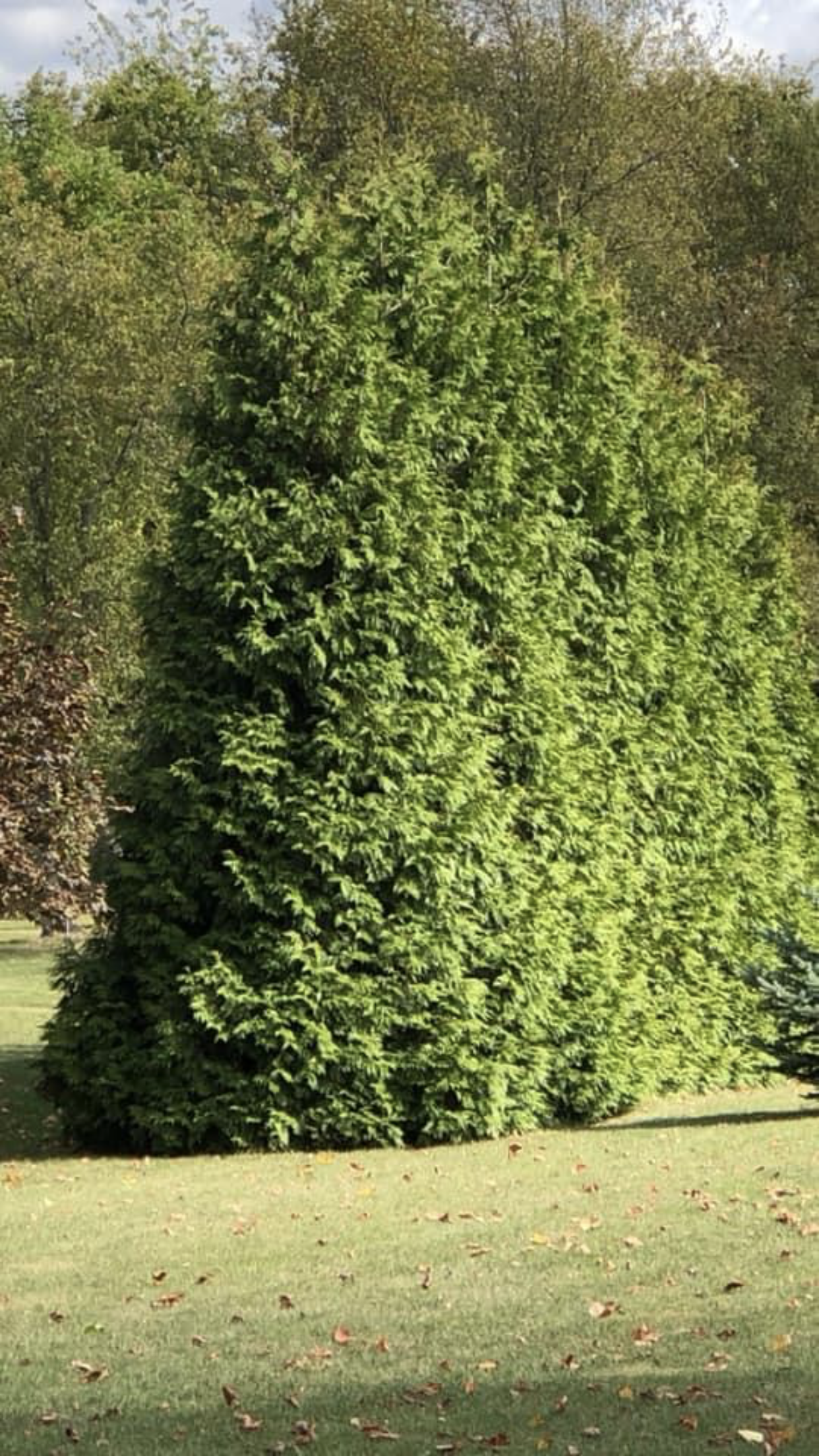 Tall Green Trees — Dayton, OH — AAA Tree and Landscaping