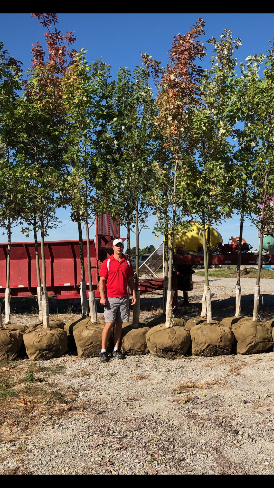 Man & Tall Trees — Dayton, OH — AAA Tree and Landscaping