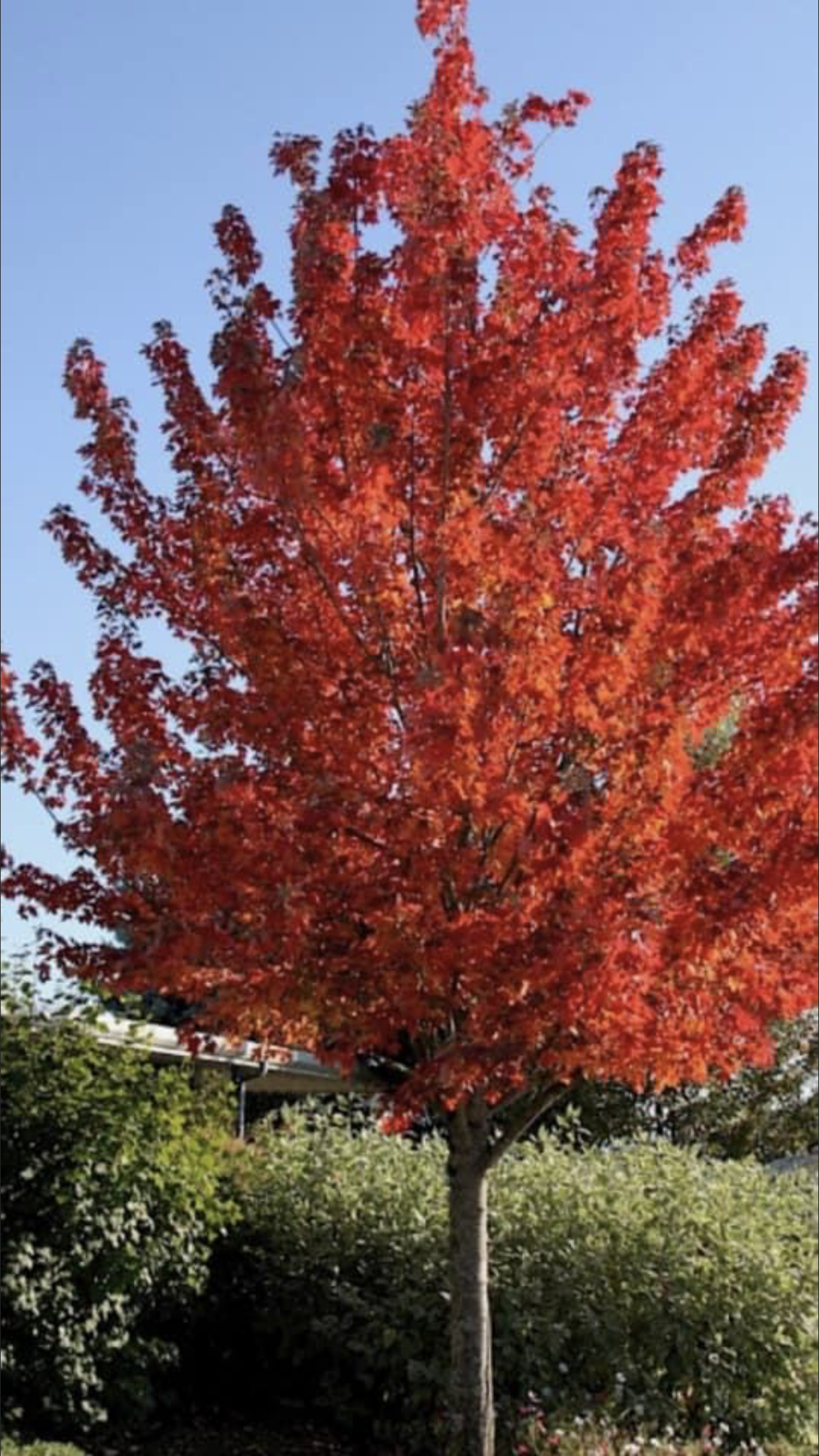 One Maroon Tree & House — Dayton, OH — AAA Tree and Landscaping
