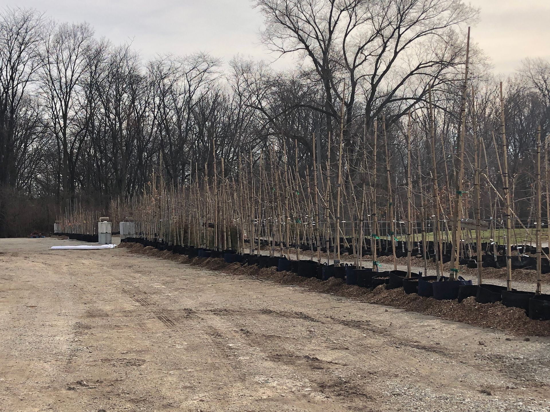 Wood Plants — Dayton, OH — AAA Tree and Landscaping