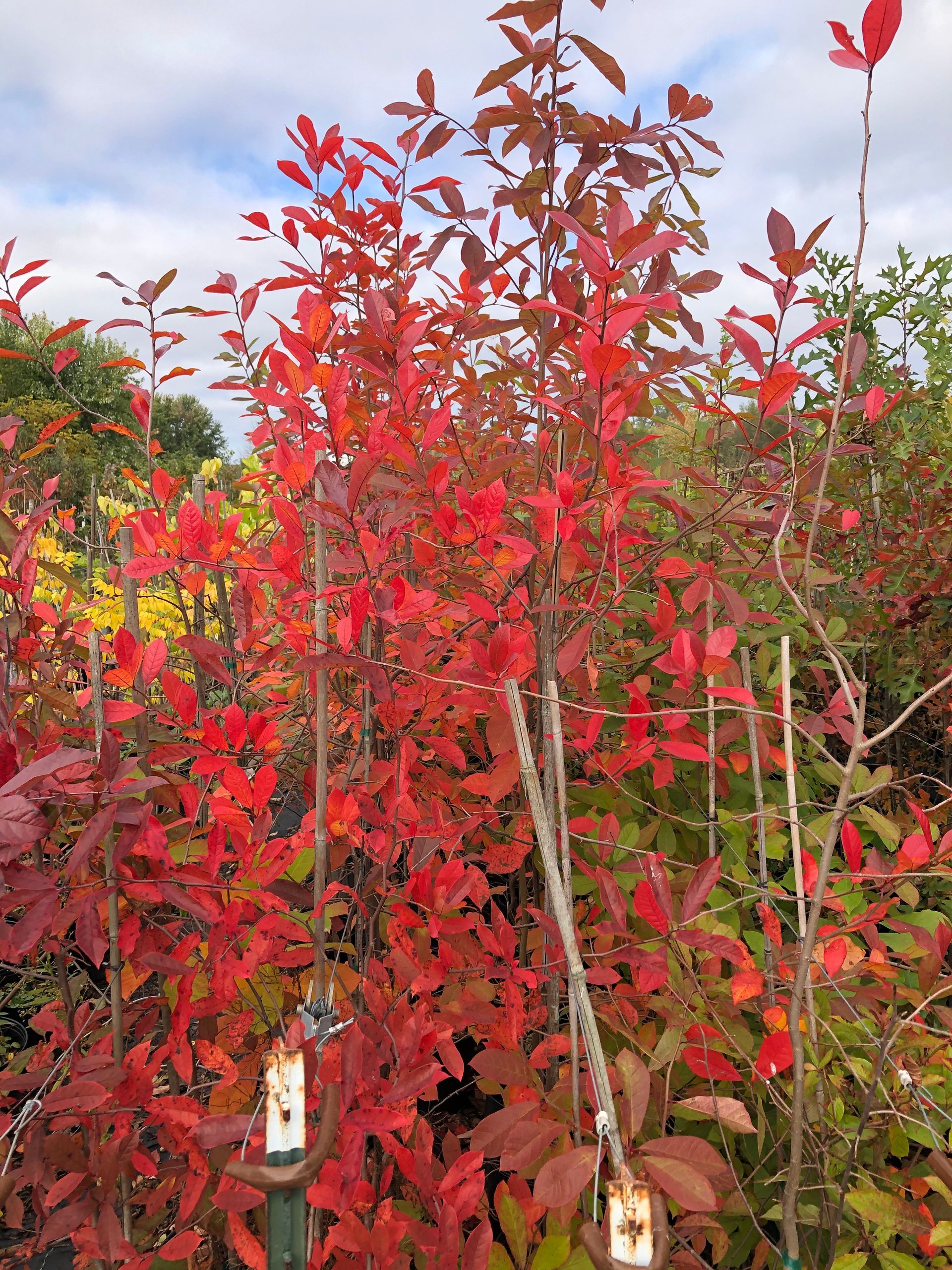 Red Plants — Dayton, OH — AAA Tree and Landscaping