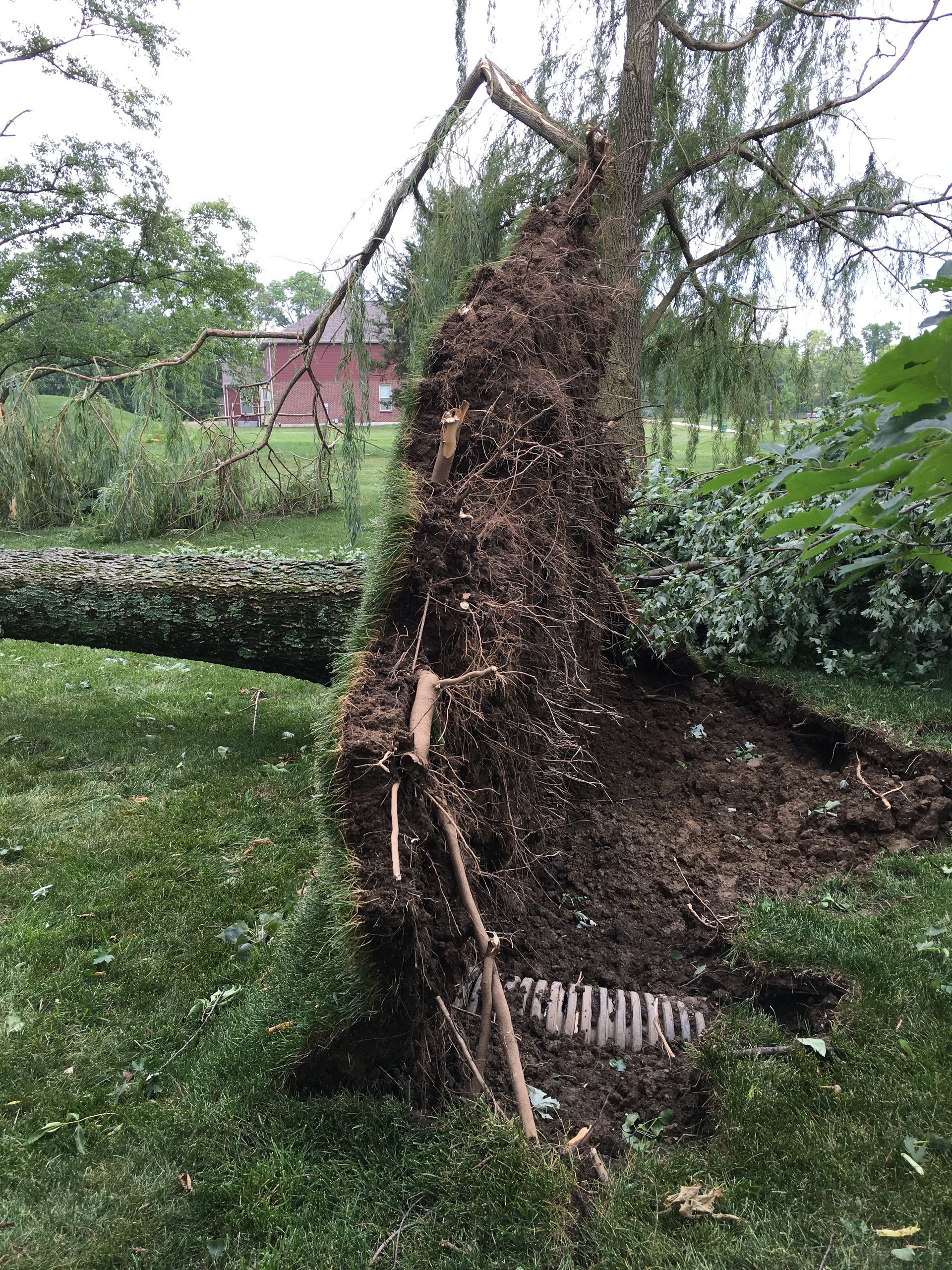 Dead Tree — Dayton, OH — AAA Tree and Landscaping