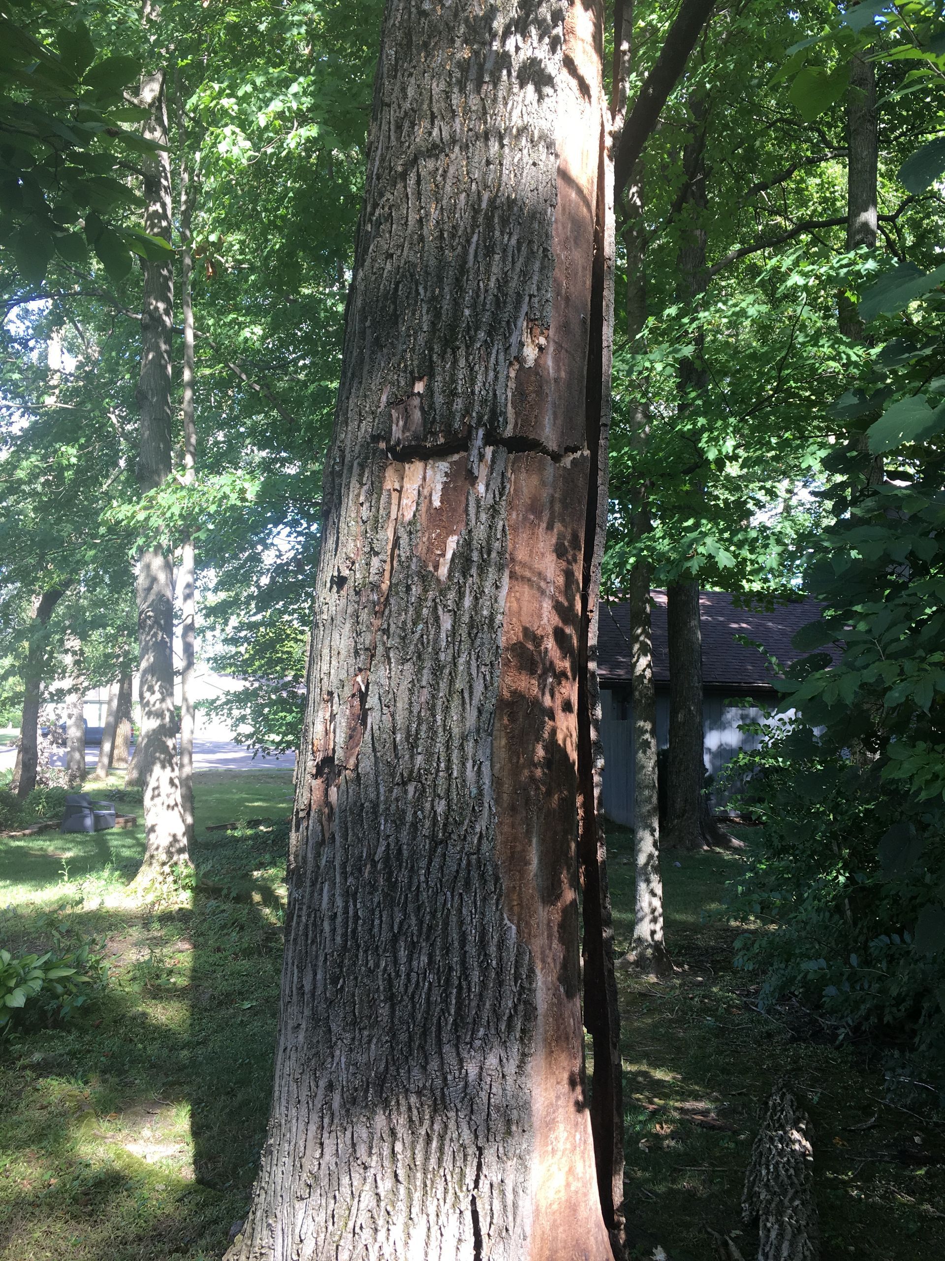 Brown Big Tree — Dayton, OH — AAA Tree and Landscaping