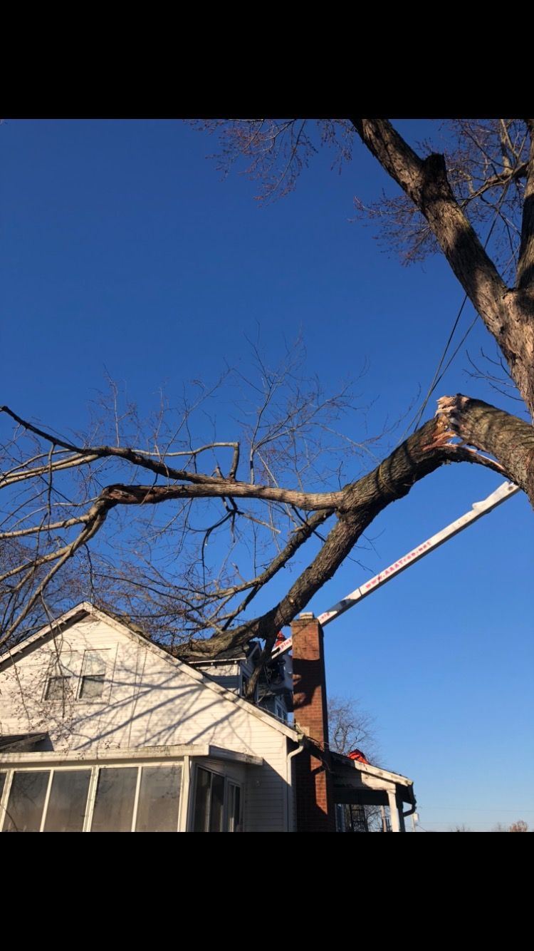 White House & Tree — Dayton, OH — AAA Tree and Landscaping