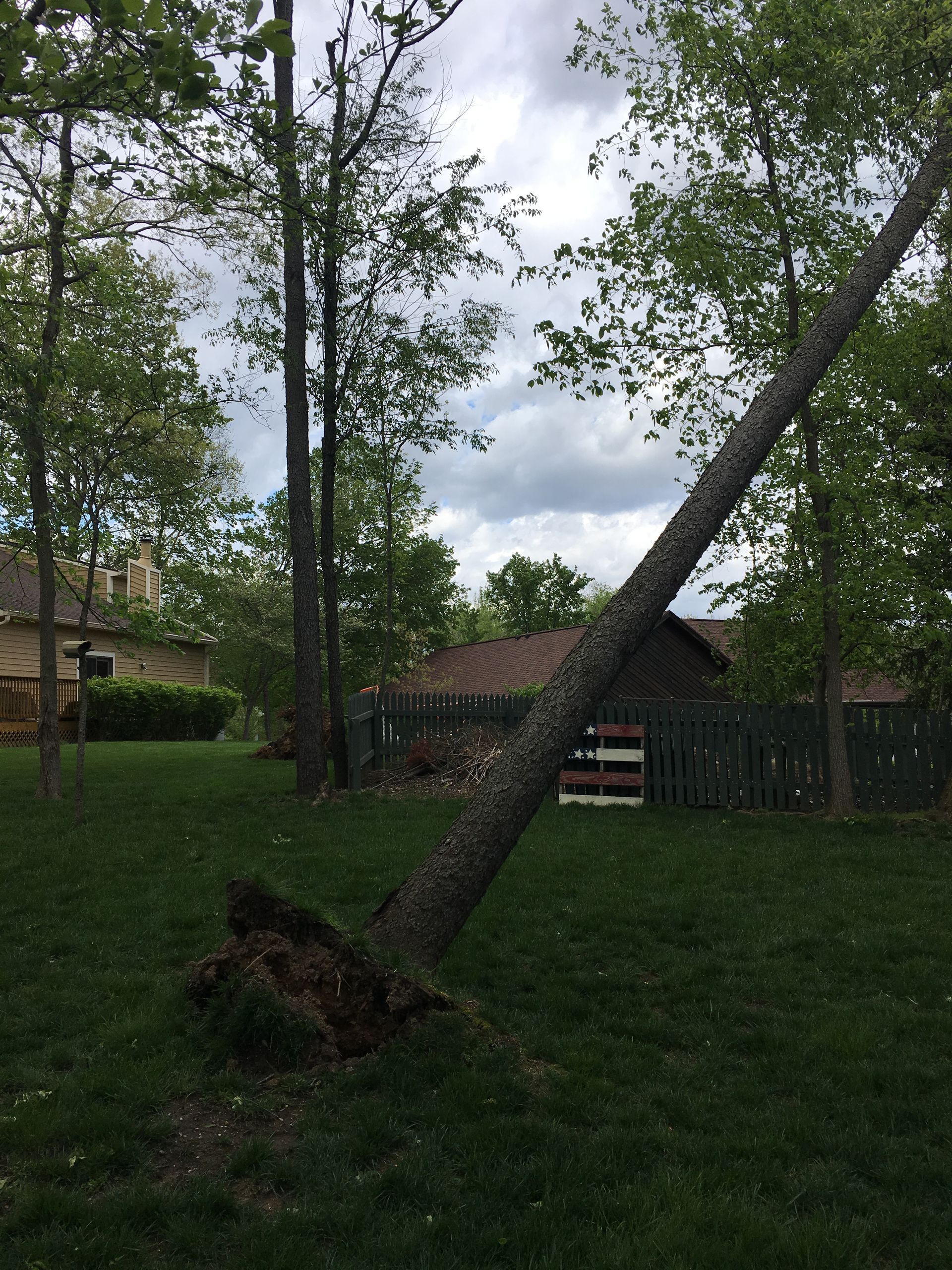 Split Tree — Dayton, OH — AAA Tree and Landscaping