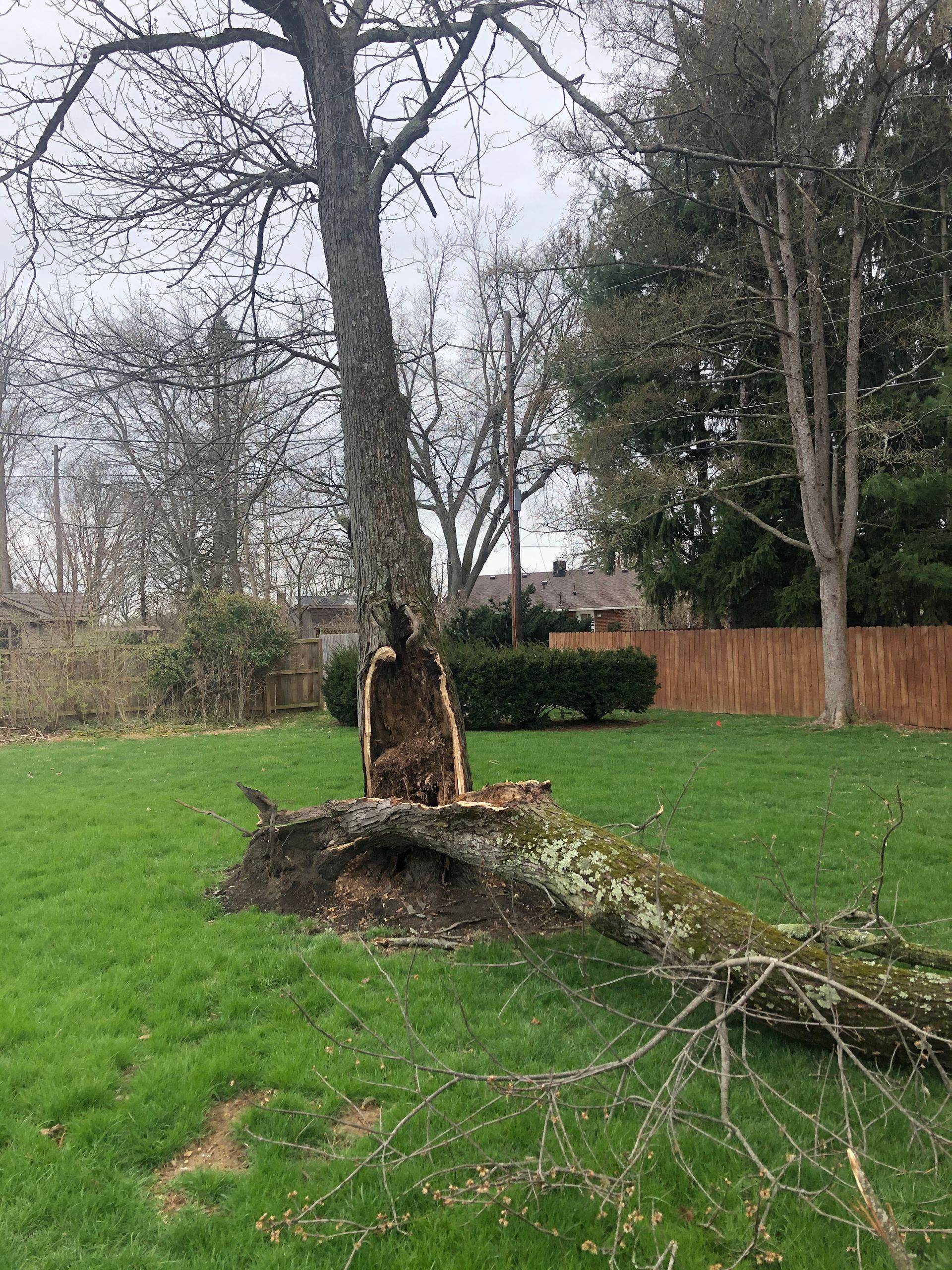 Bushes & Trees — Dayton, OH — AAA Tree and Landscaping