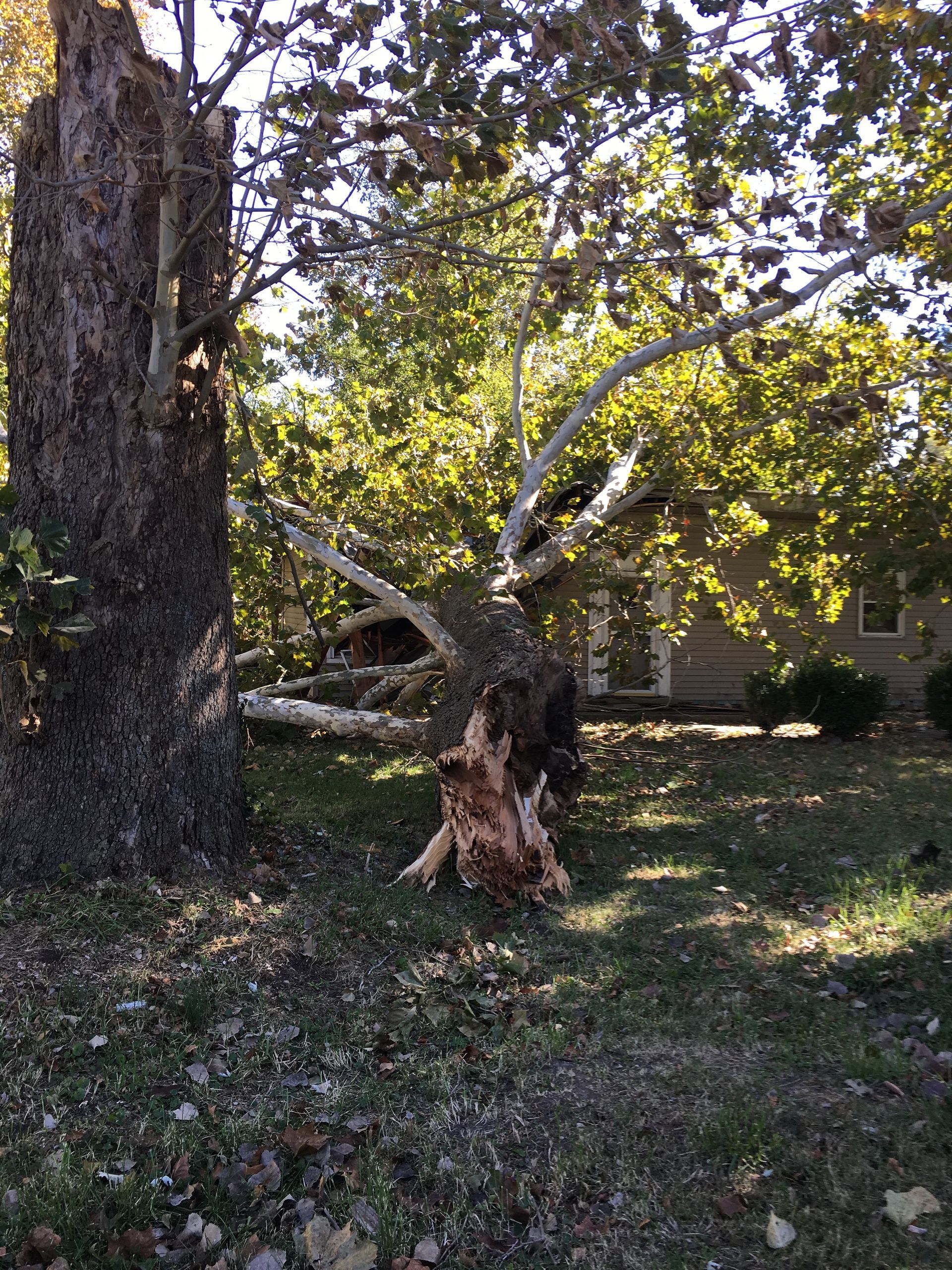 Break Tree — Dayton, OH — AAA Tree and Landscaping