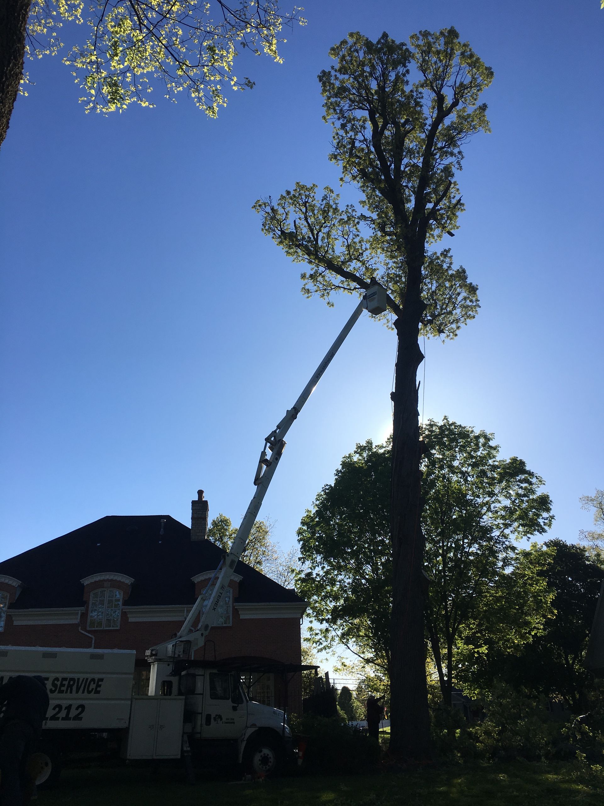 Tree Climber & Tree — Dayton, OH — AAA Tree and Landscaping