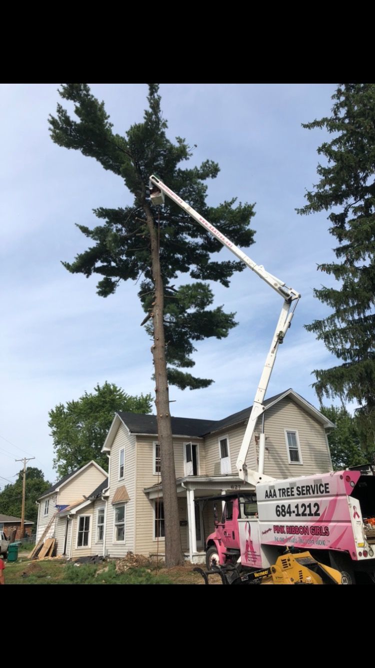 Tall Tree — Dayton, OH — AAA Tree and Landscaping
