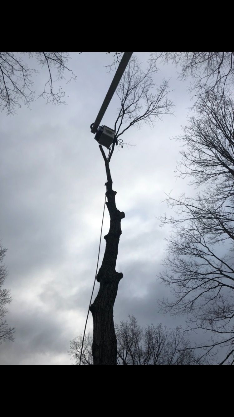 Old Tree & Tree Climber — Dayton, OH — AAA Tree and Landscaping