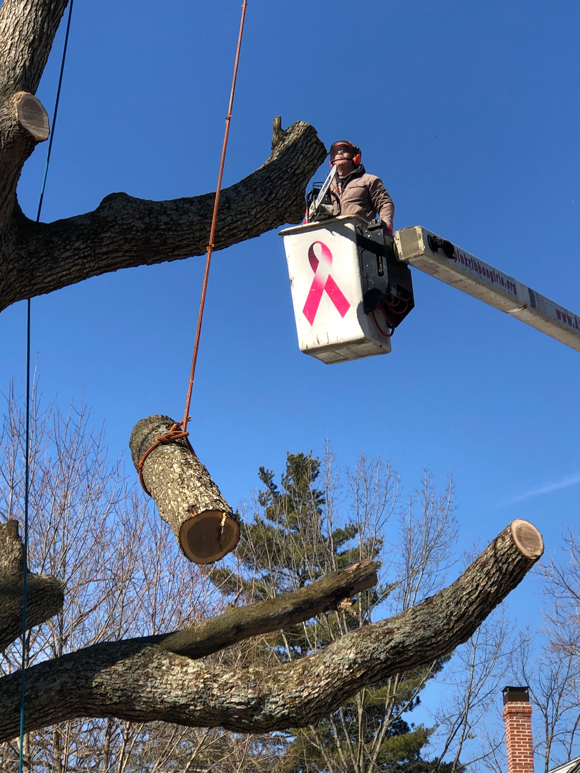Man & Tree Climber — Dayton, OH — AAA Tree and Landscaping