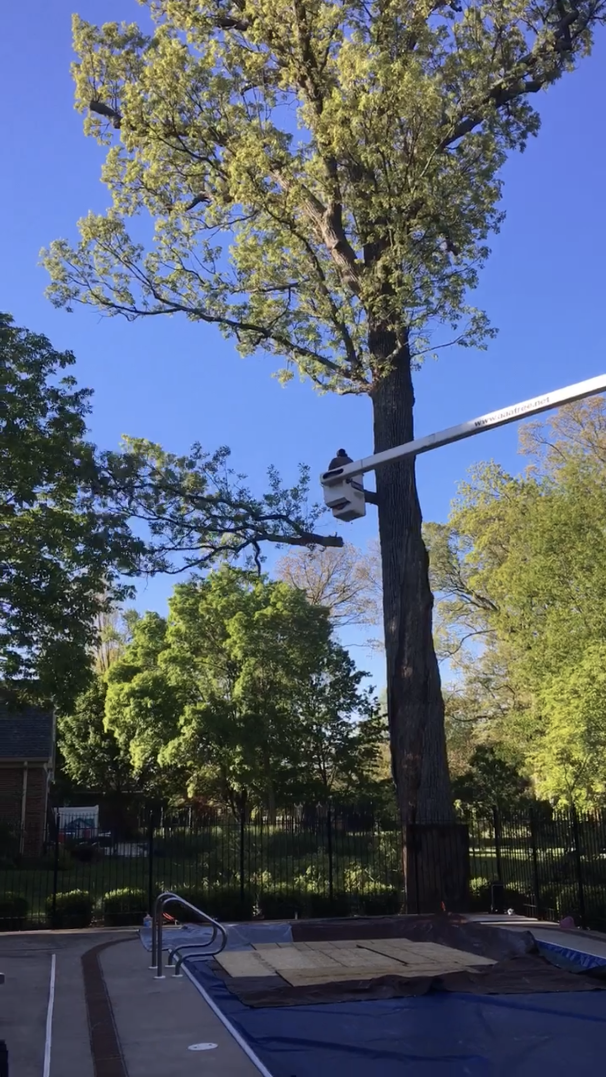Tree Climber Man & Trees — Dayton, OH — AAA Tree and Landscaping