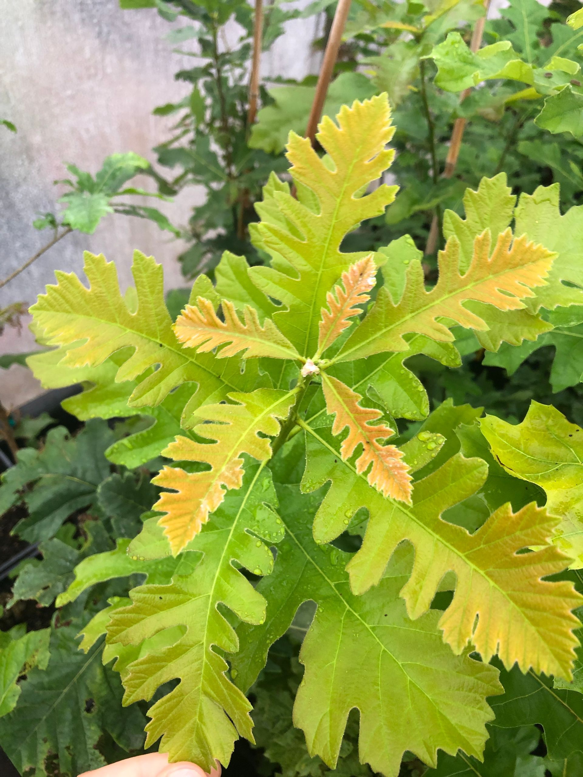 Yellow Green Leaves — Dayton, OH — AAA Tree and Landscaping