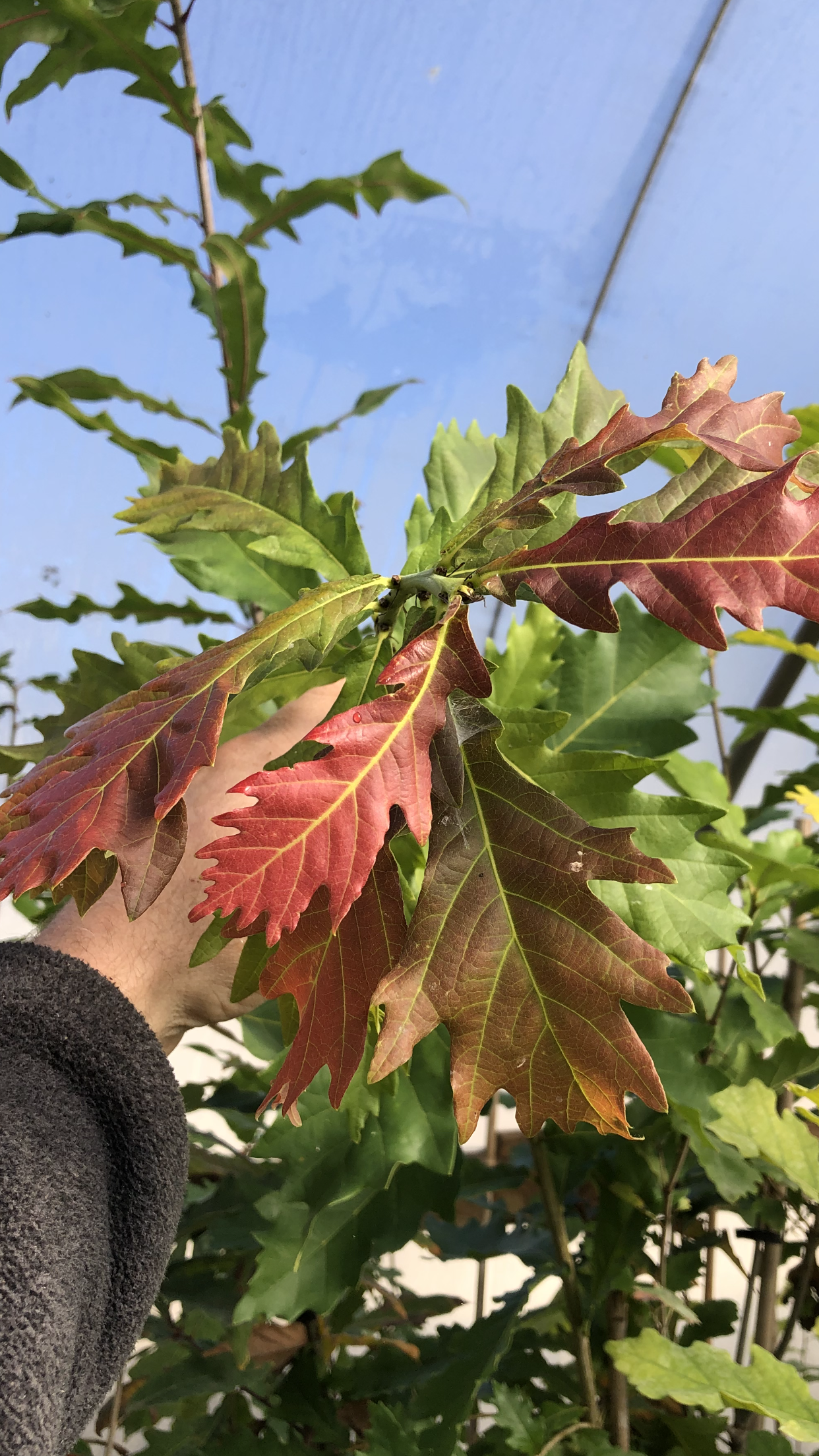 Hand & Leaves — Dayton, OH — AAA Tree and Landscaping